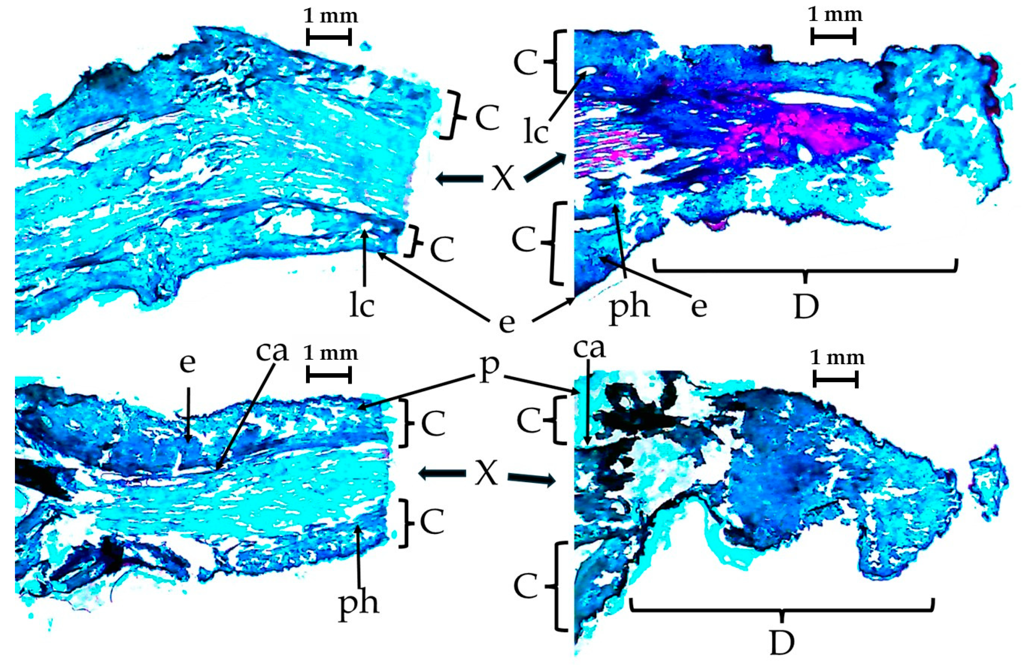 Plants 13 01216 g010