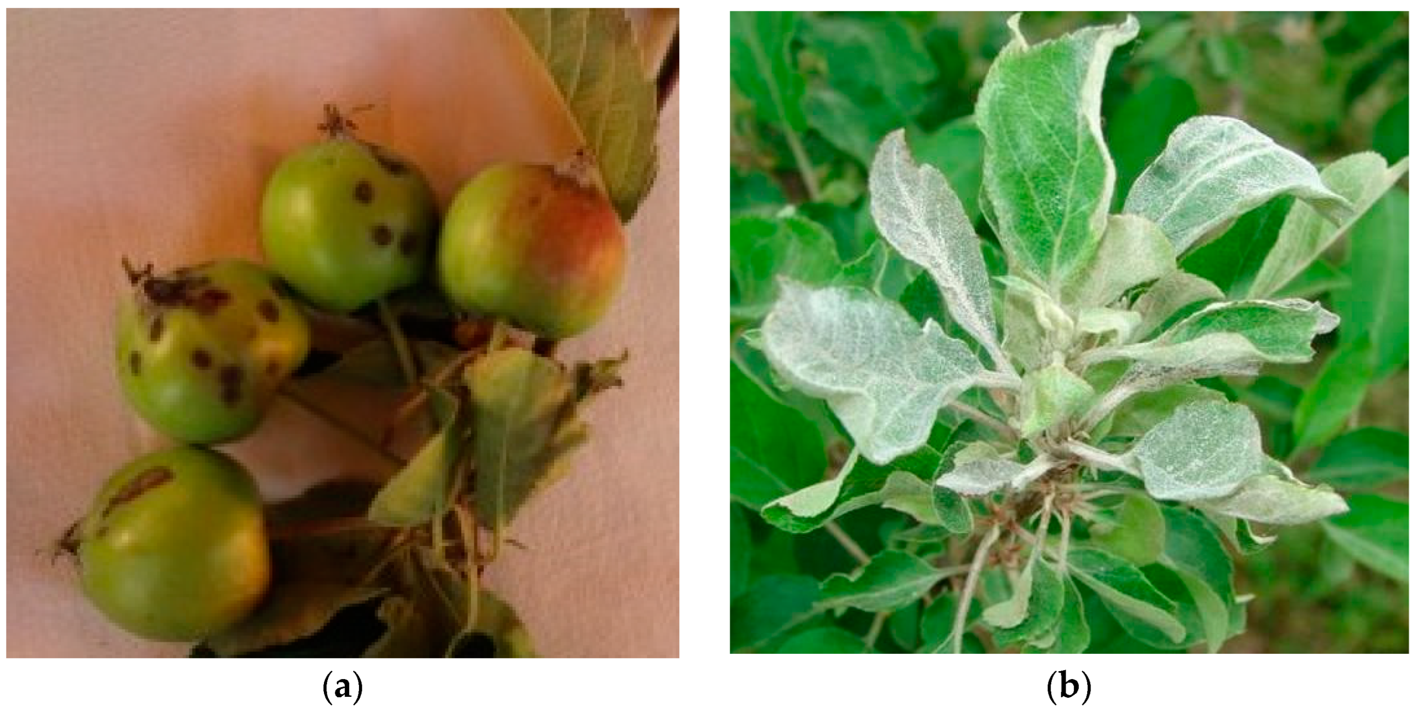 Plants 13 01217 g001