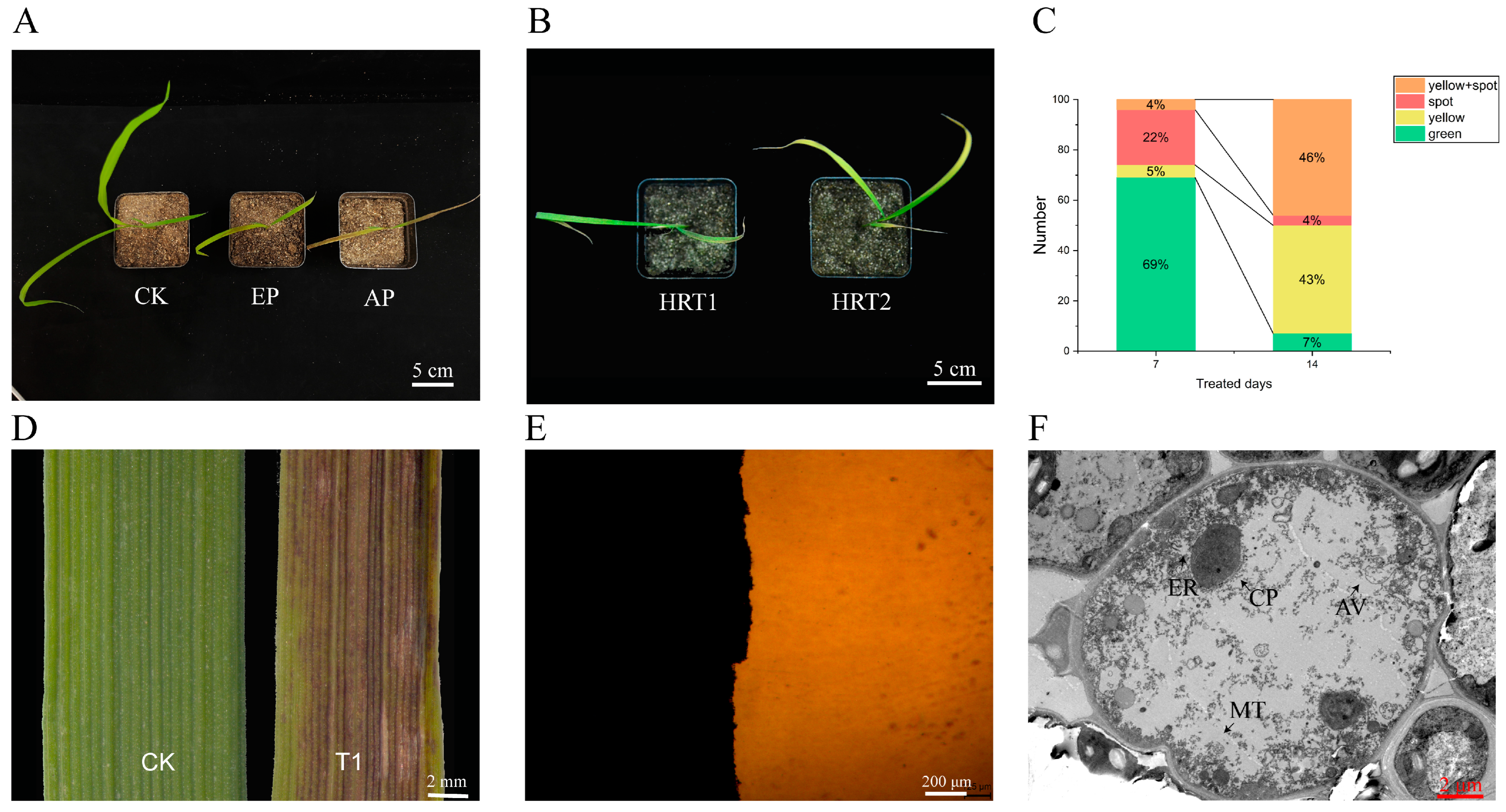 Plants 13 01218 g001