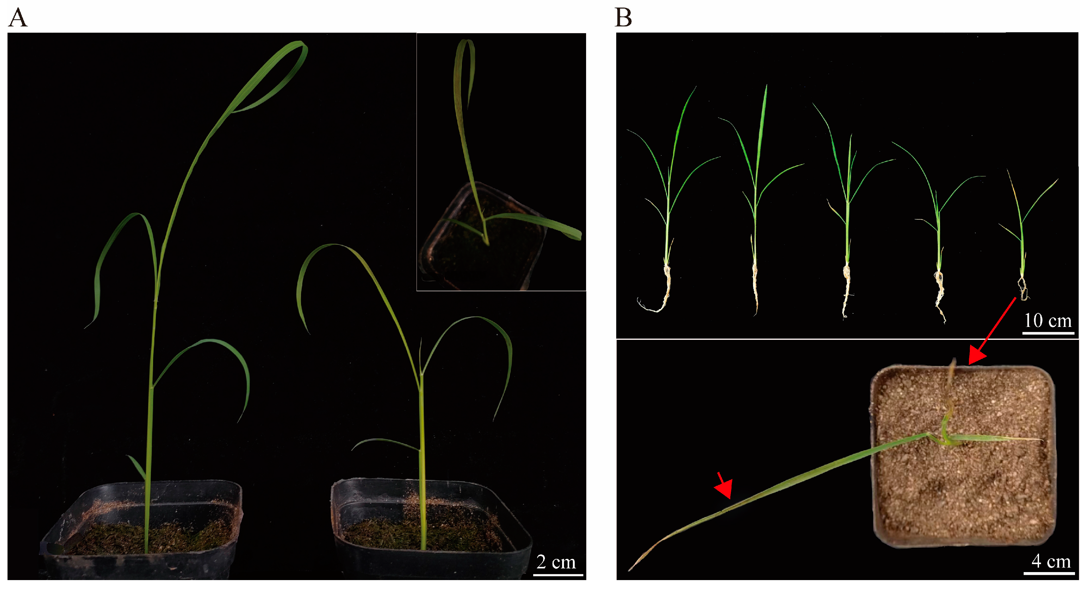 Plants 13 01218 g002