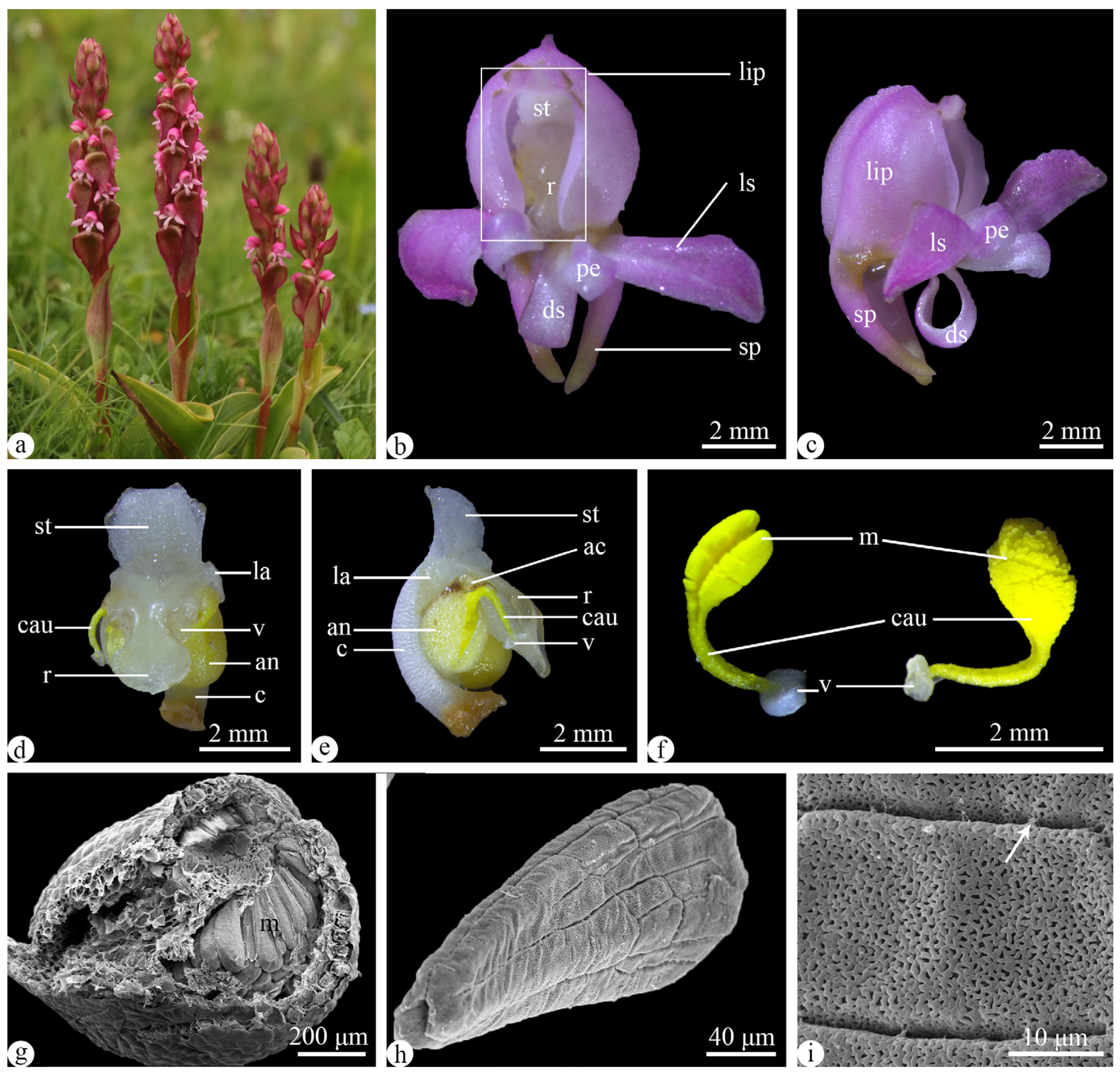 Plants 13 01228 g001