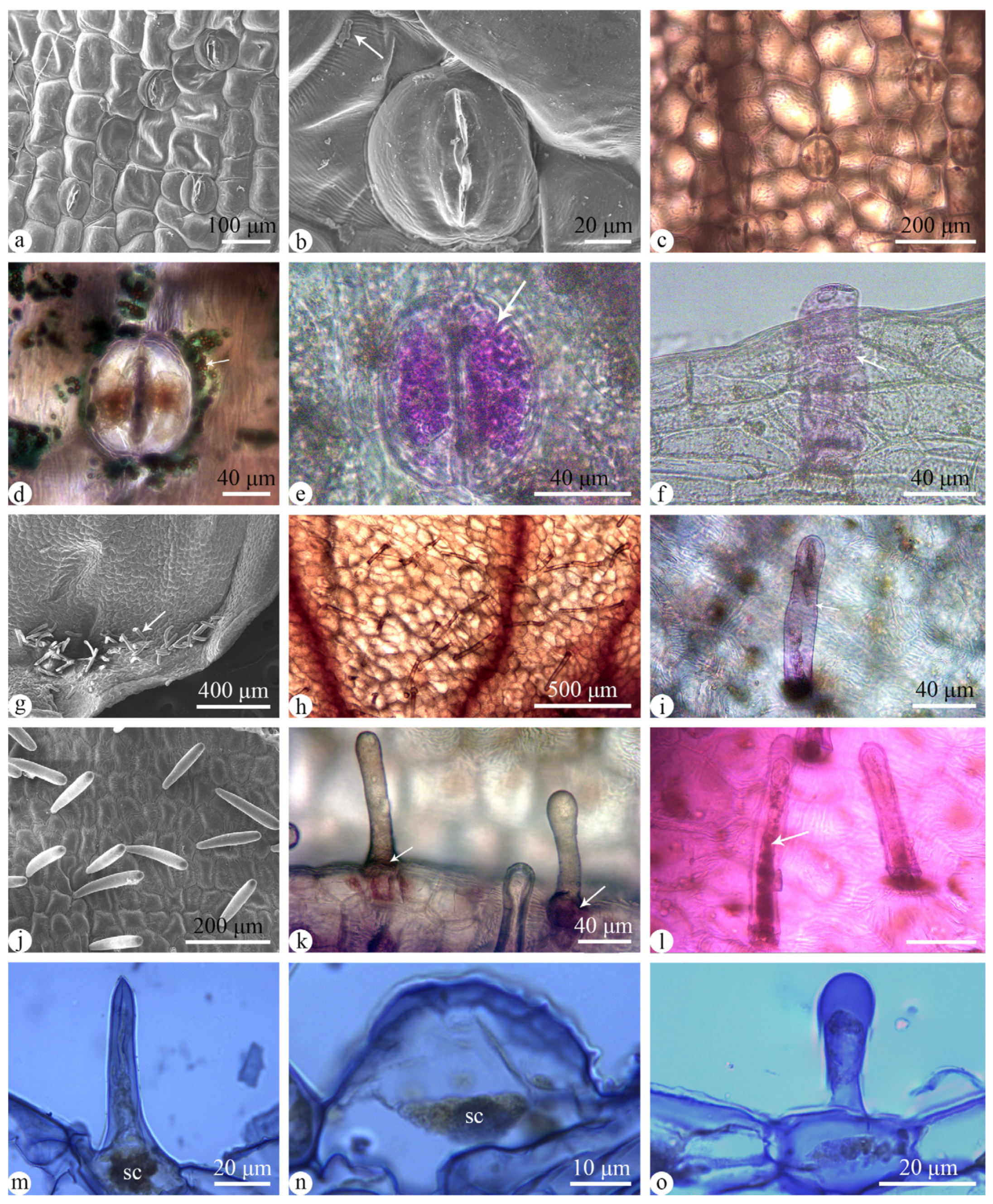 Plants 13 01228 g002