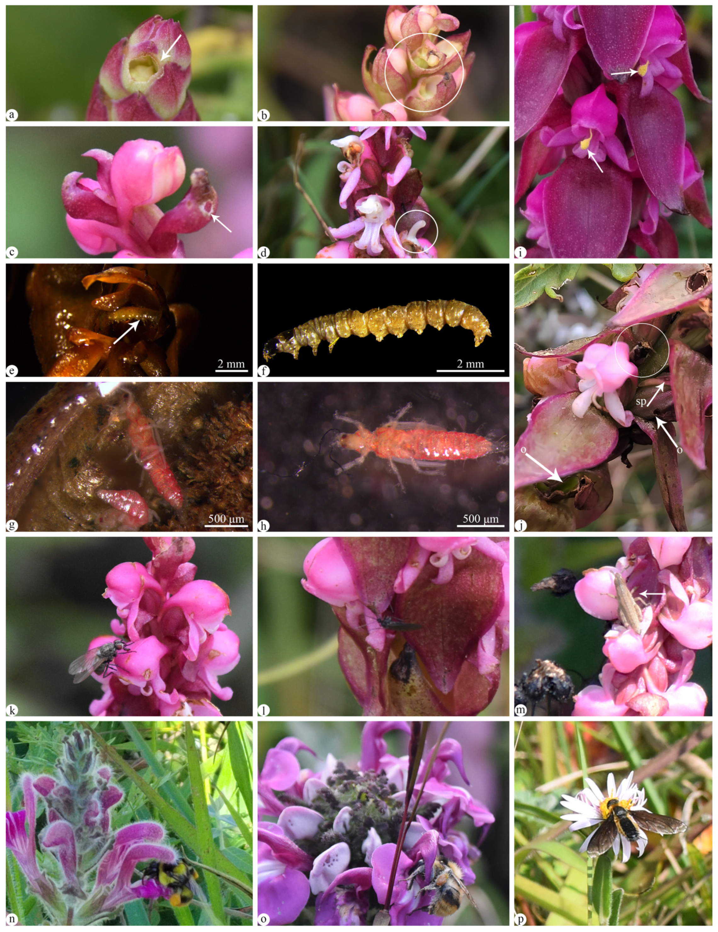 Plants 13 01228 g003