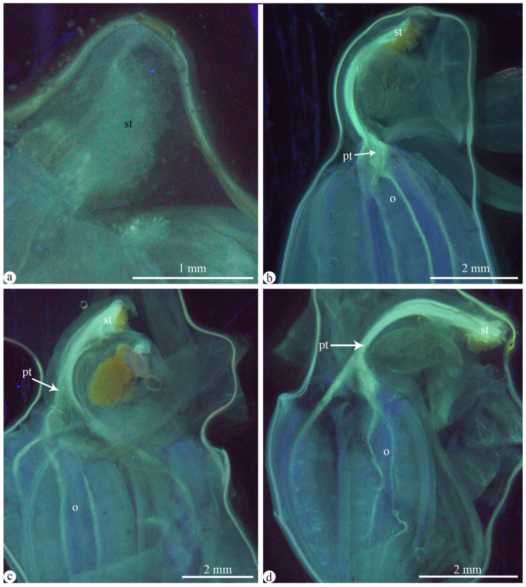 Plants 13 01228 g006