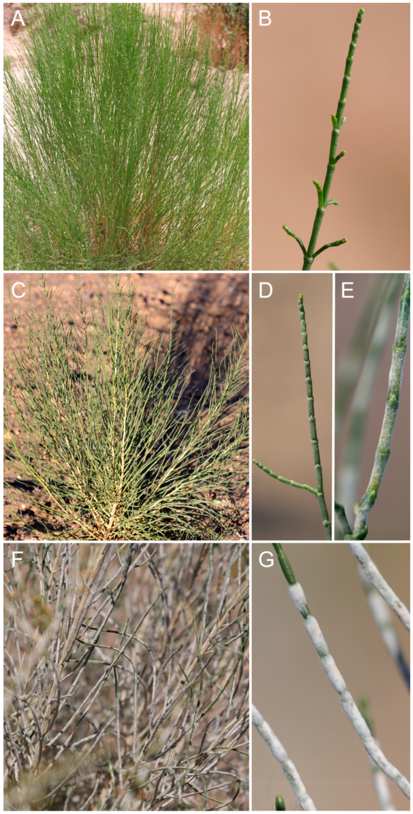 Plants 13 01233 g001 Plants 13 01233 g001