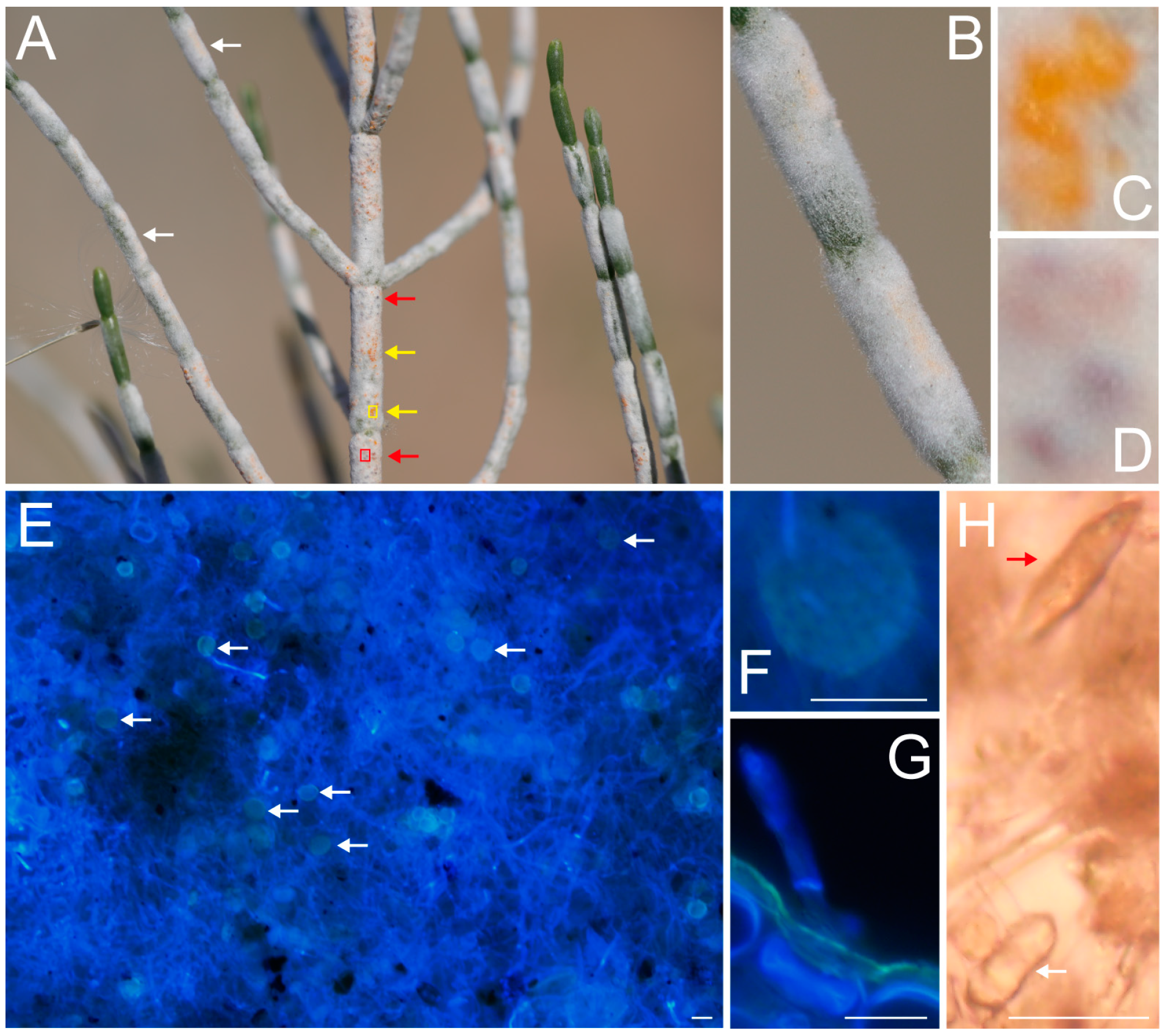 Plants 13 01233 g002 Plants 13 01233 g002