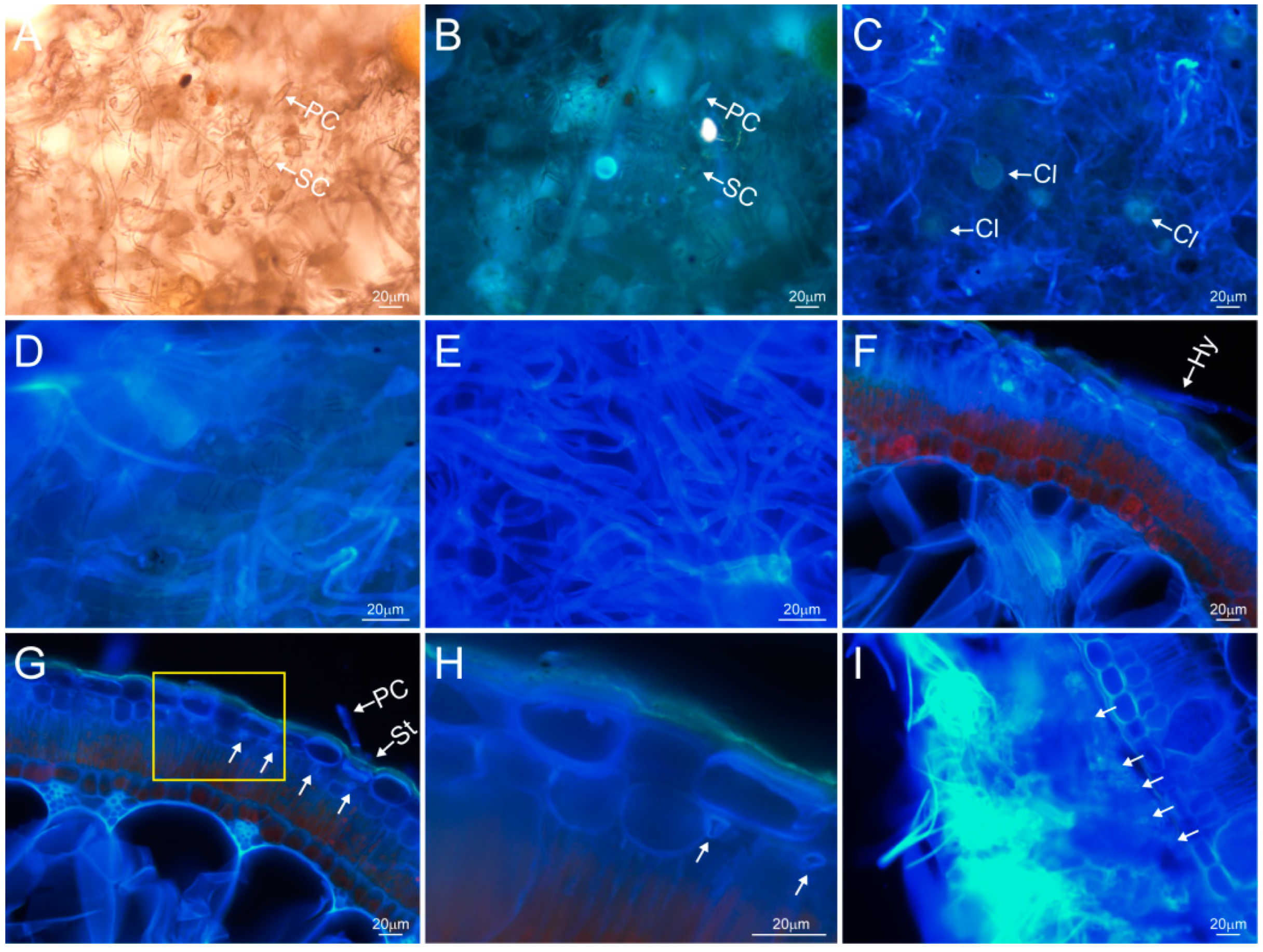 Plants 13 01233 g003 Plants 13 01233 g003