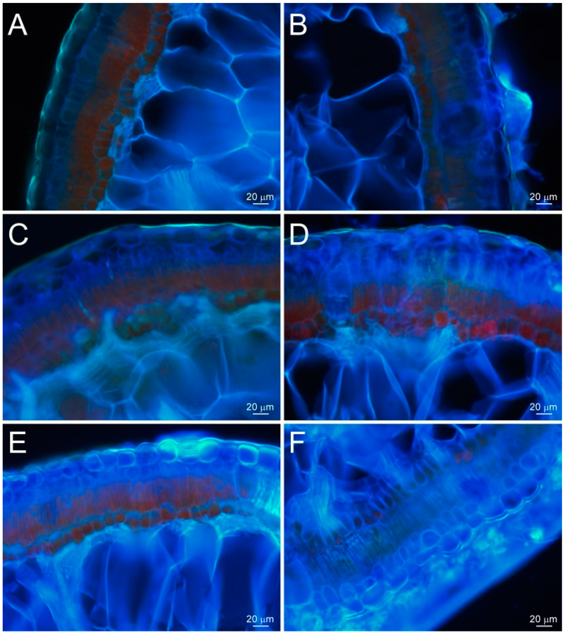 Plants 13 01233 g006 Plants 13 01233 g006
