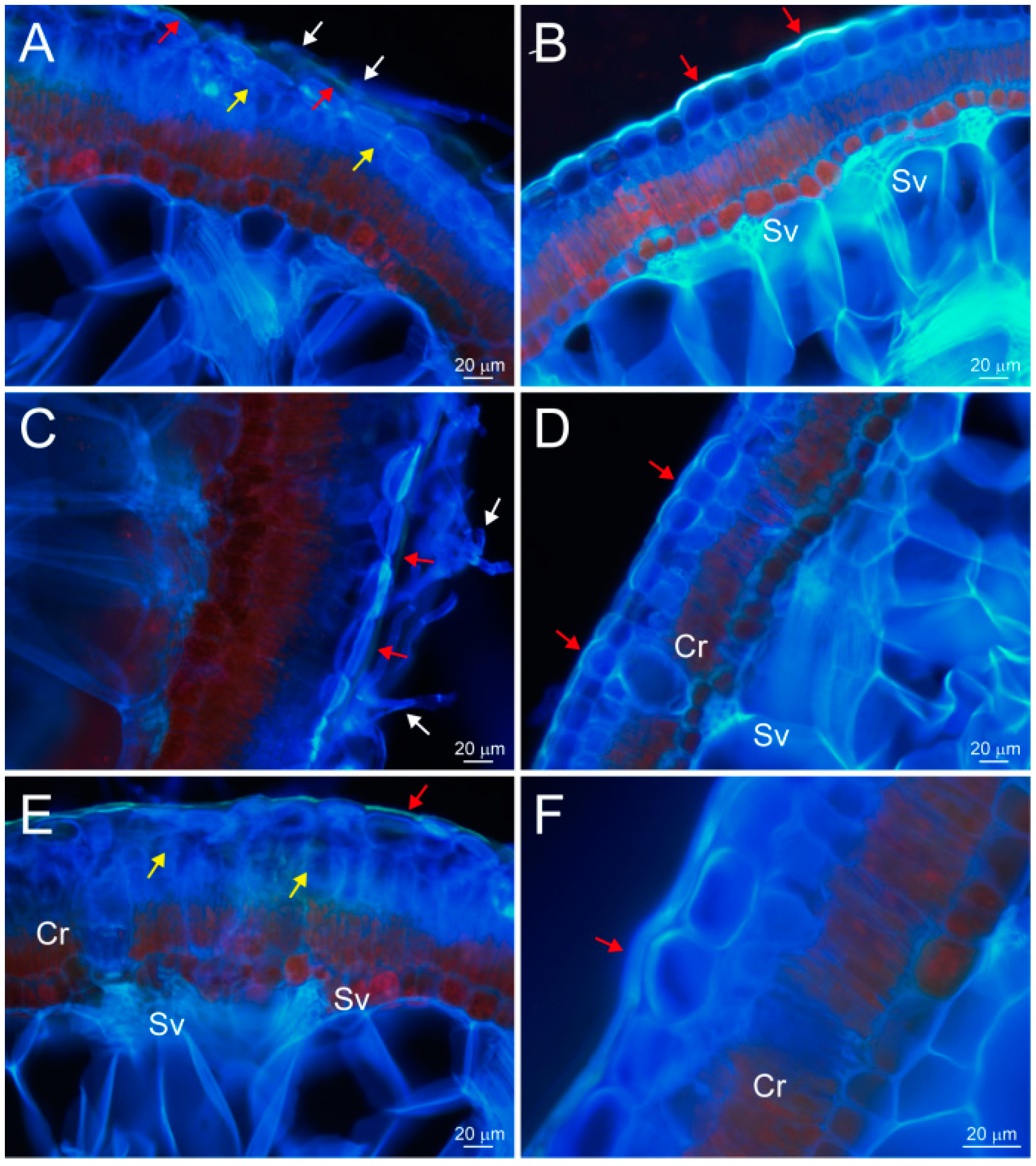 Plants 13 01233 g007 Plants 13 01233 g007
