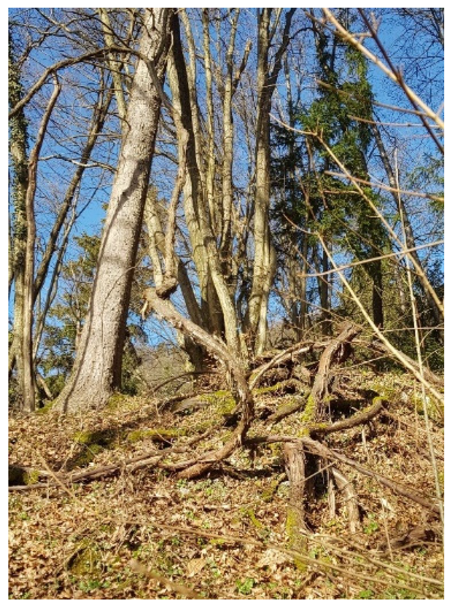 Plants 13 01234 g006