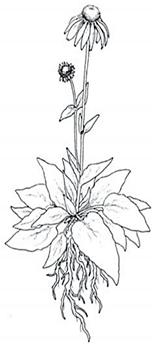 Plants 13 01235 i001