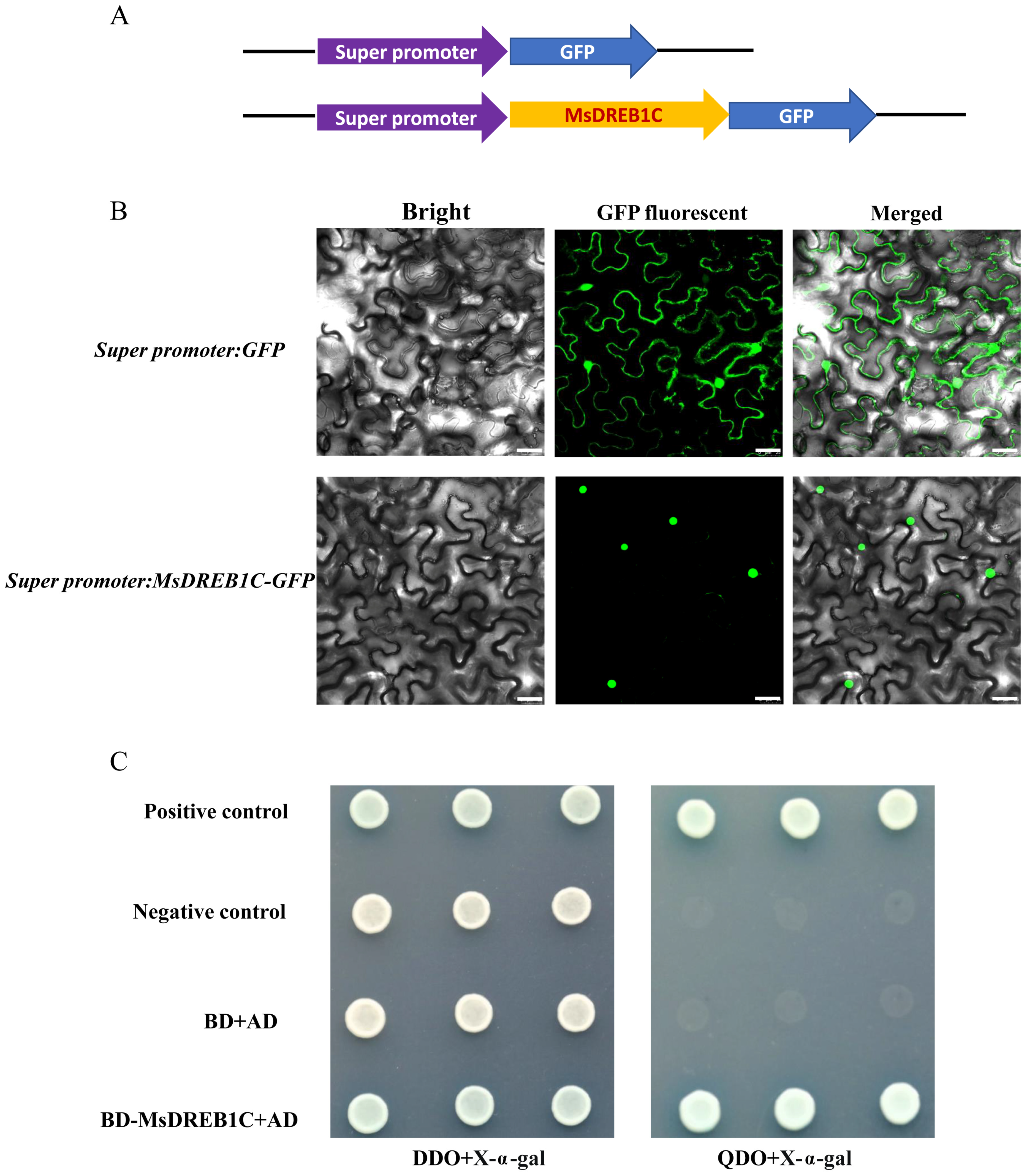 Plants 13 01237 g003