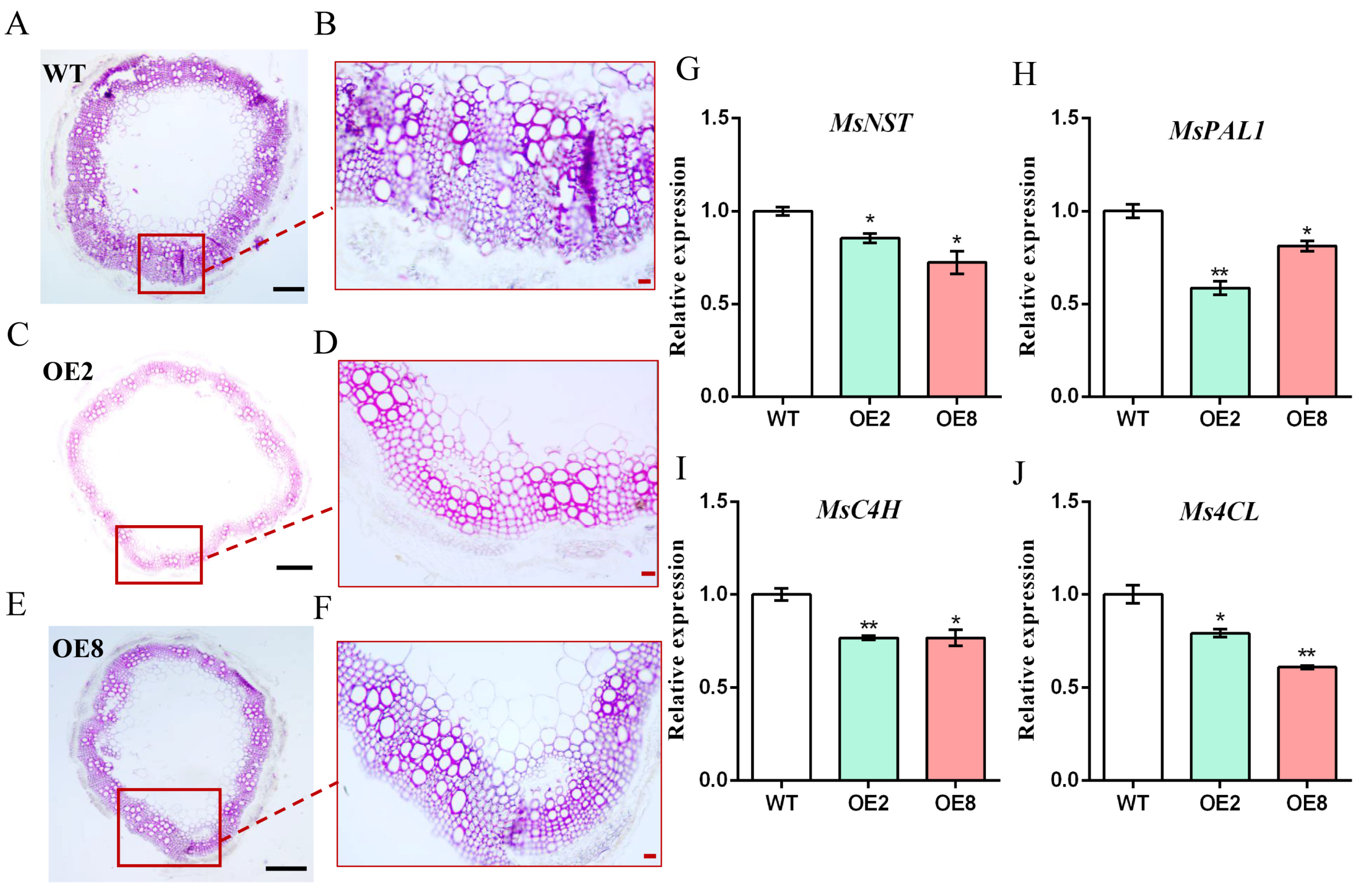 Plants 13 01237 g007