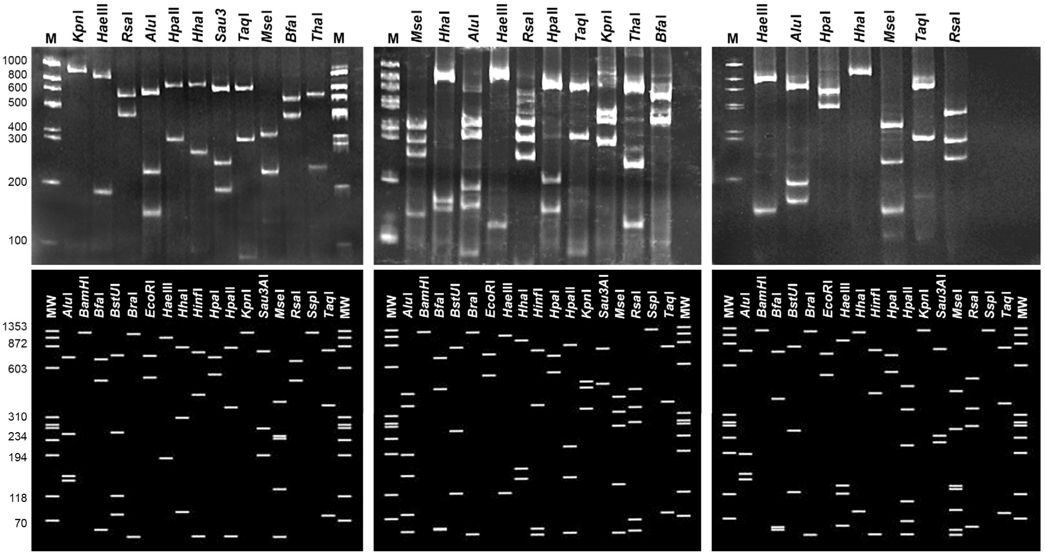 Plants 13 01248 g004
