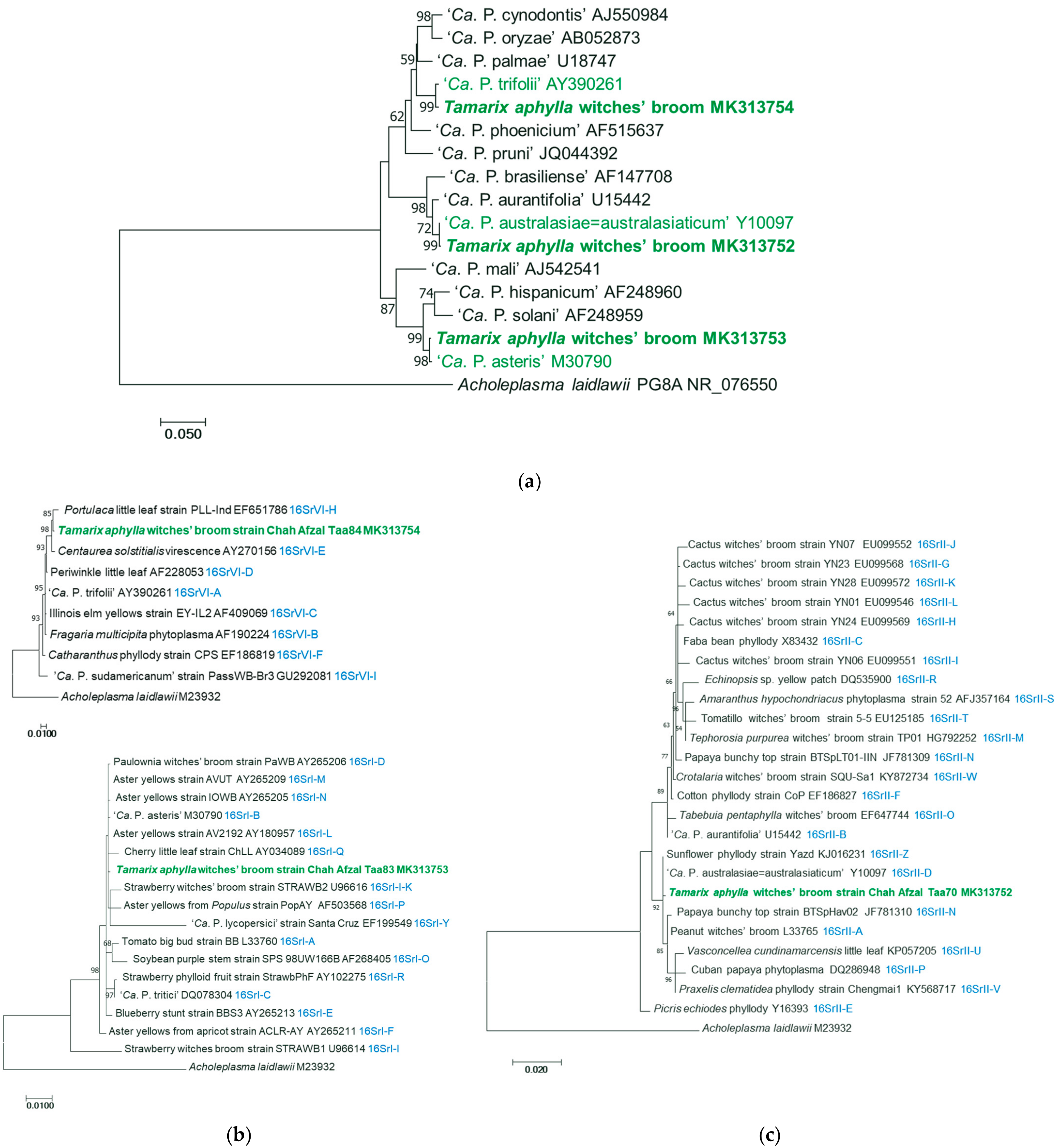Plants 13 01248 g005