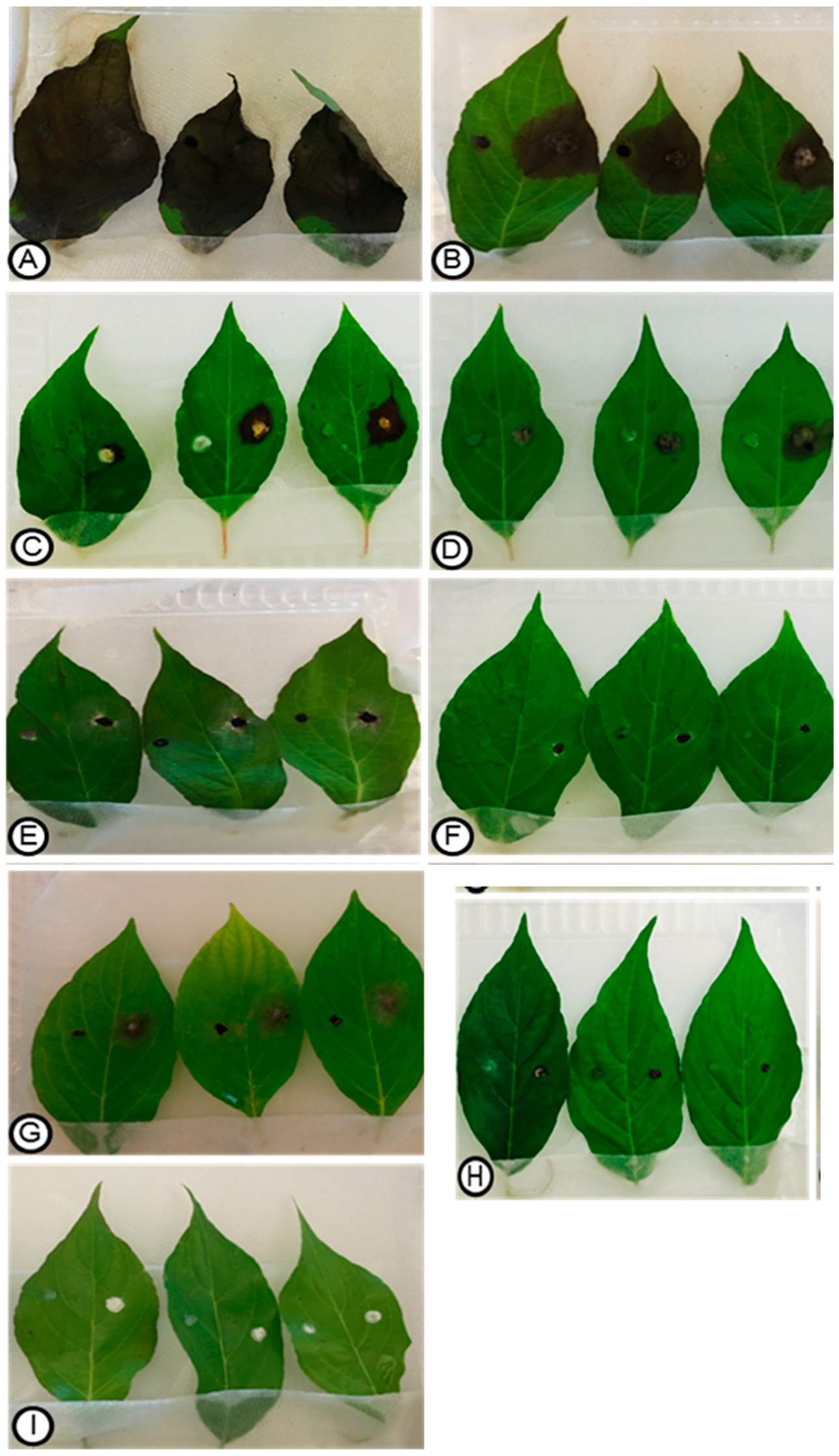 Plants 13 01250 g004