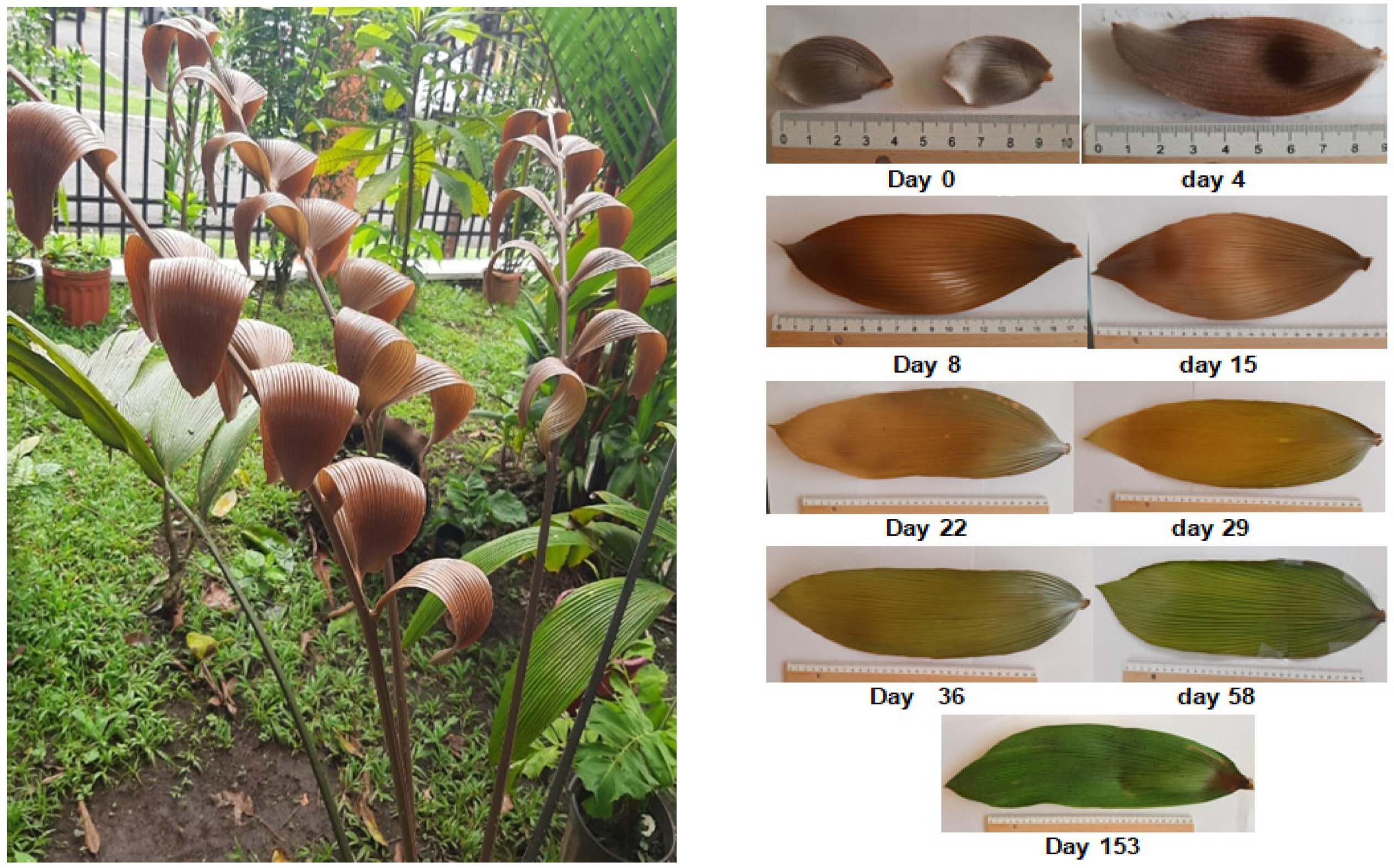 Plants 13 01251 g002 Plants 13 01251 g002