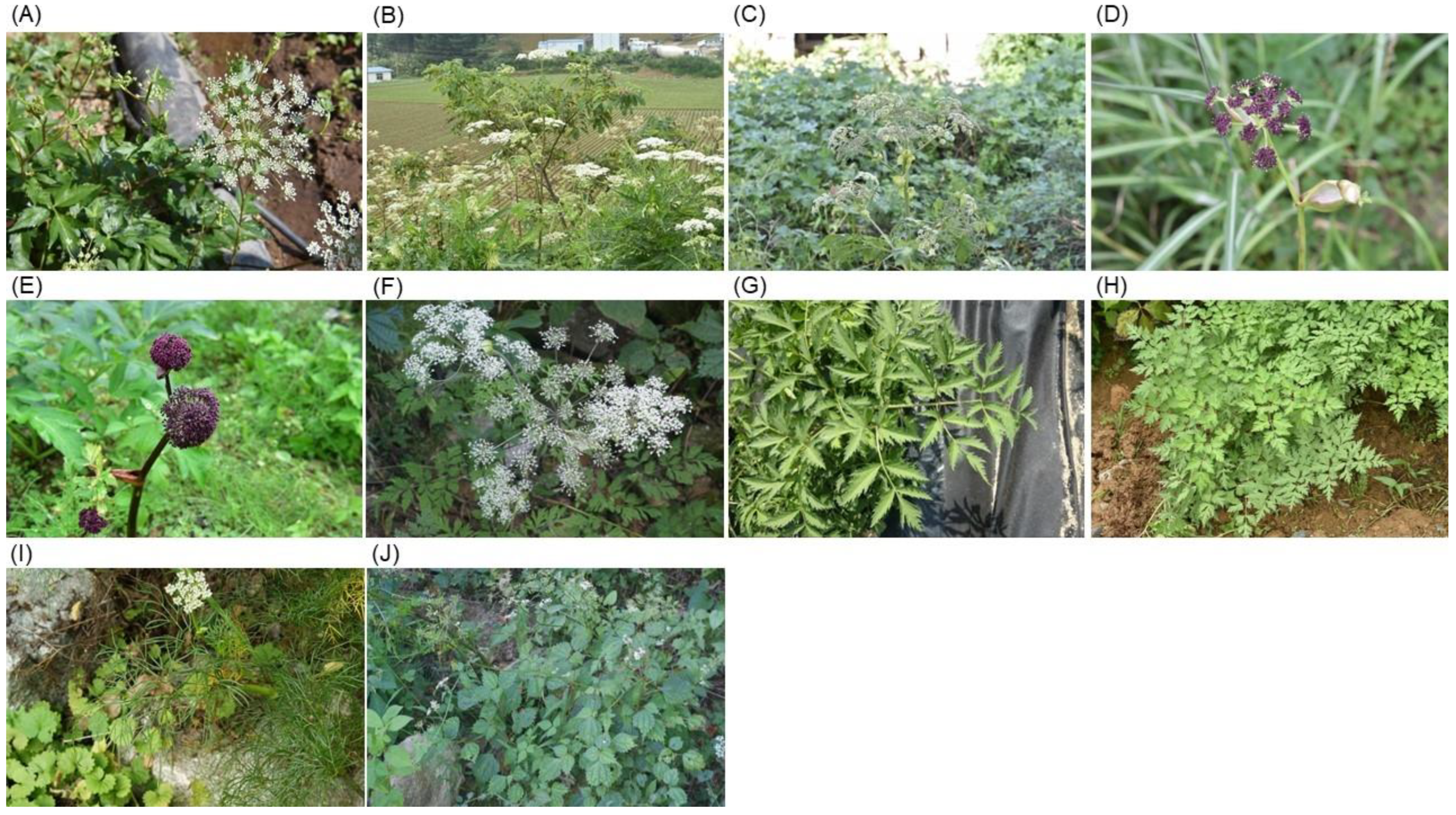 Plants 13 01252 g006 Plants 13 01252 g006