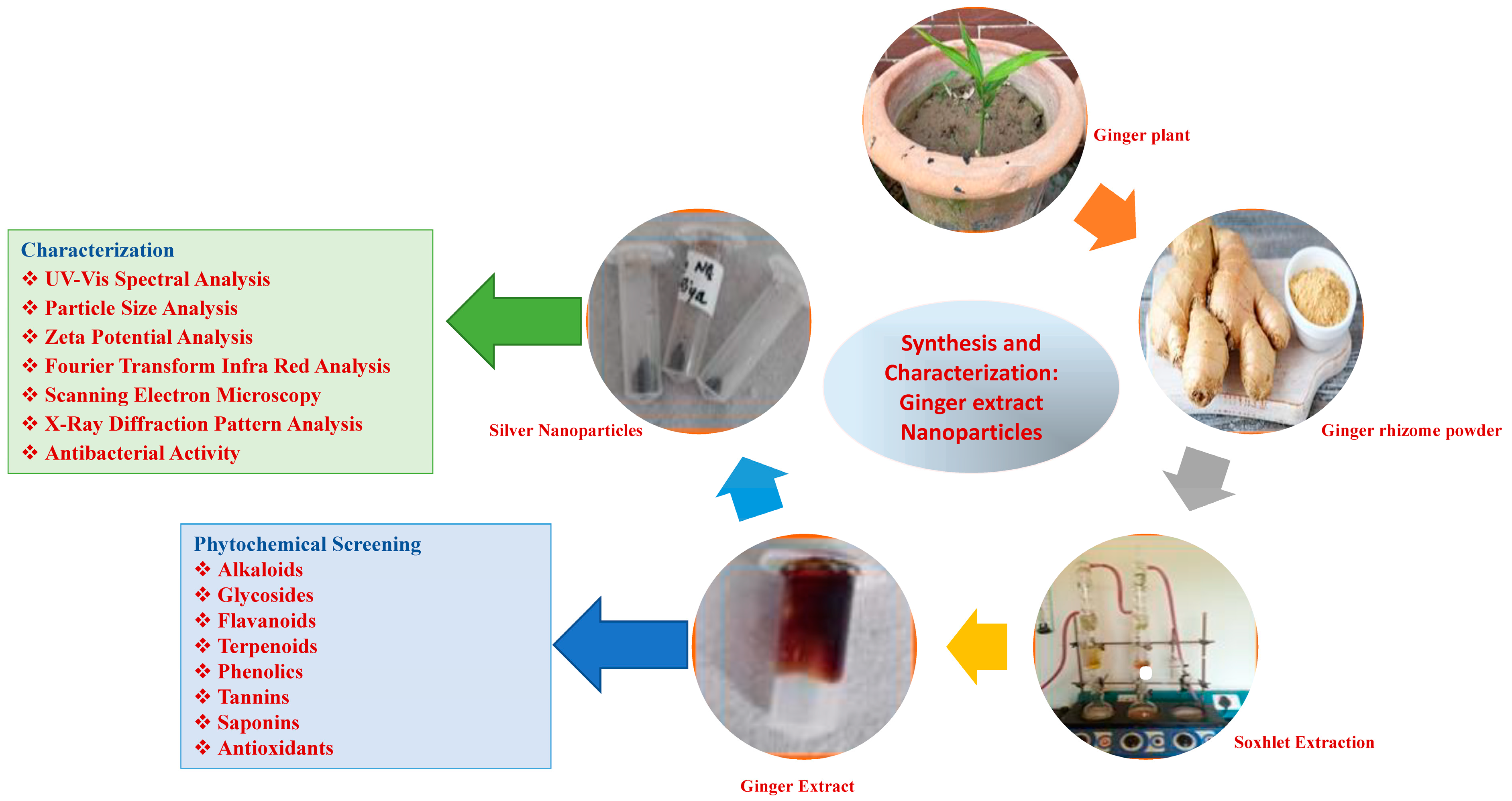 Plants 13 01255 g001
