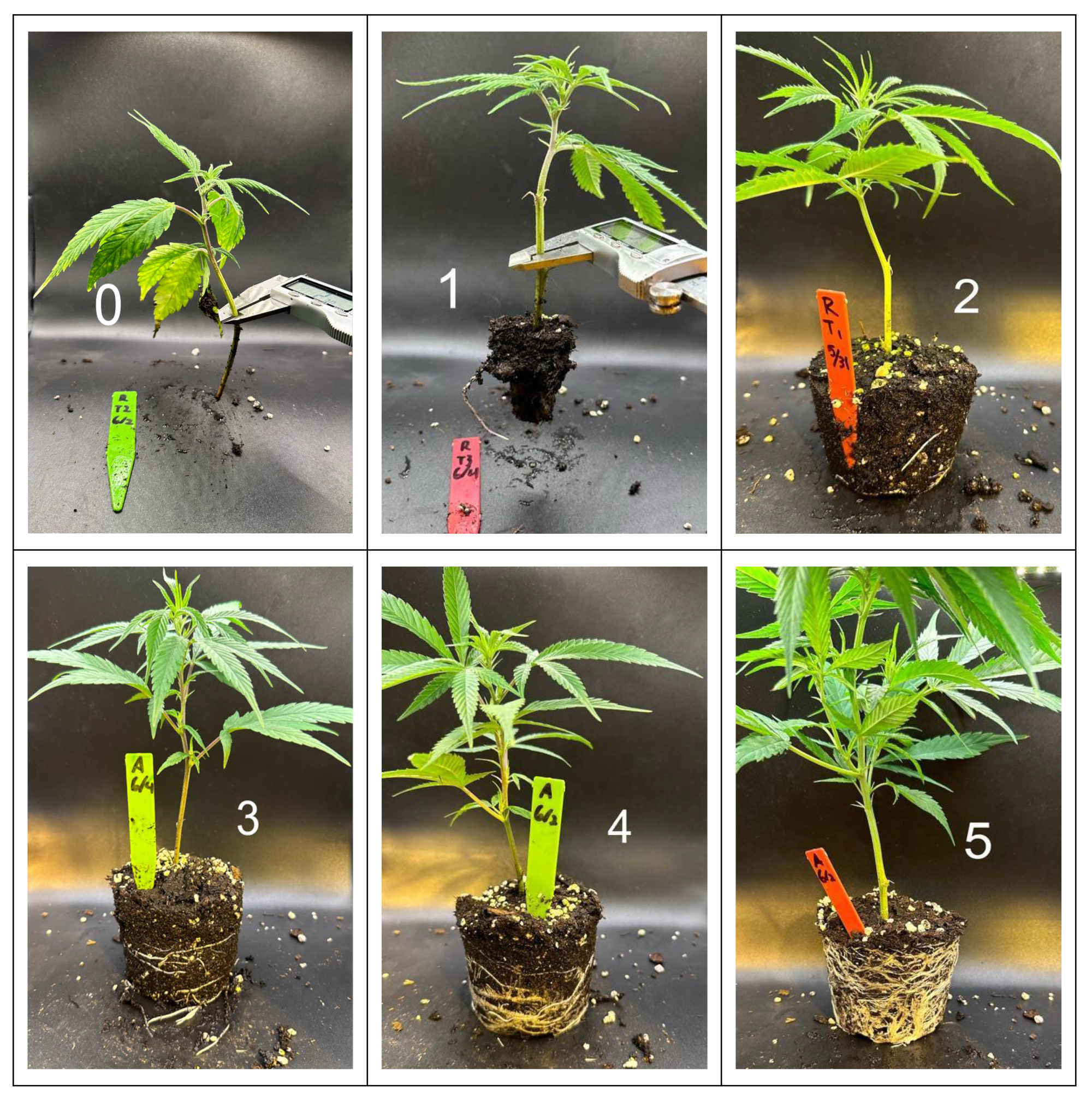 Plants 13 01256 g016