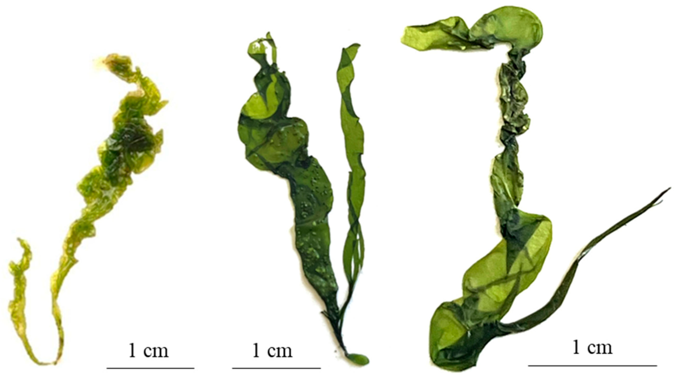 Plants 13 01258 g007