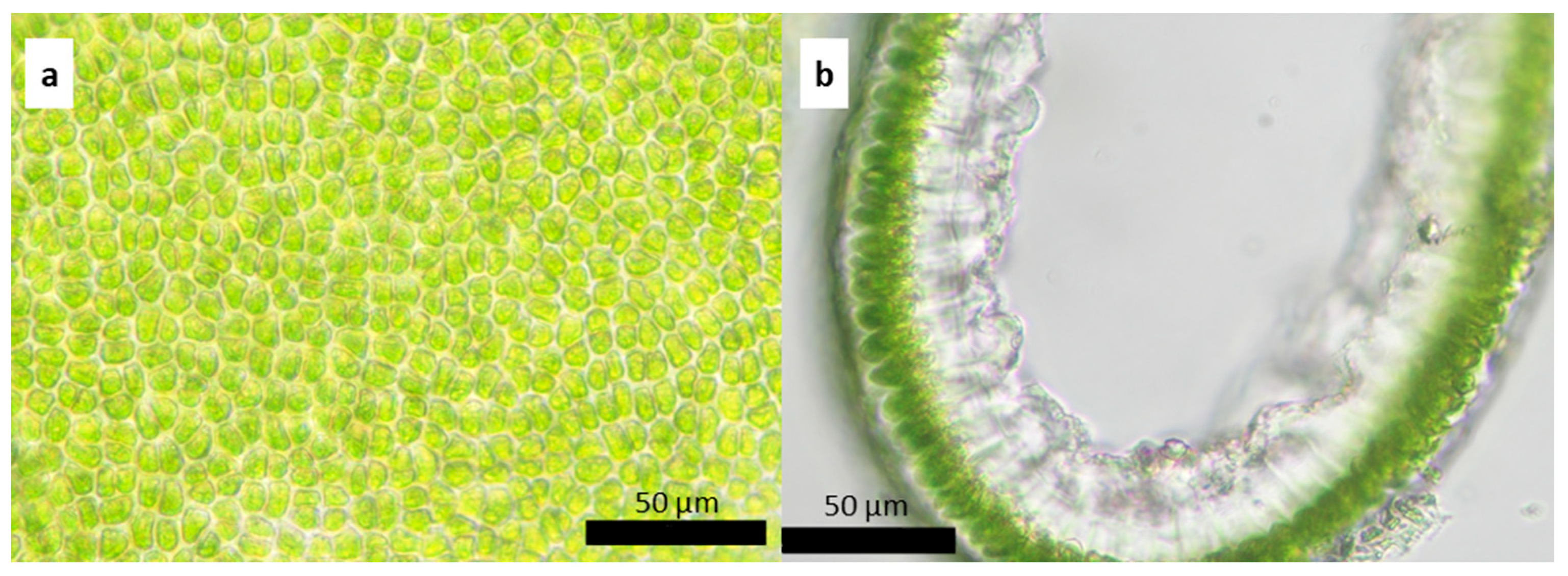 Plants 13 01258 g008