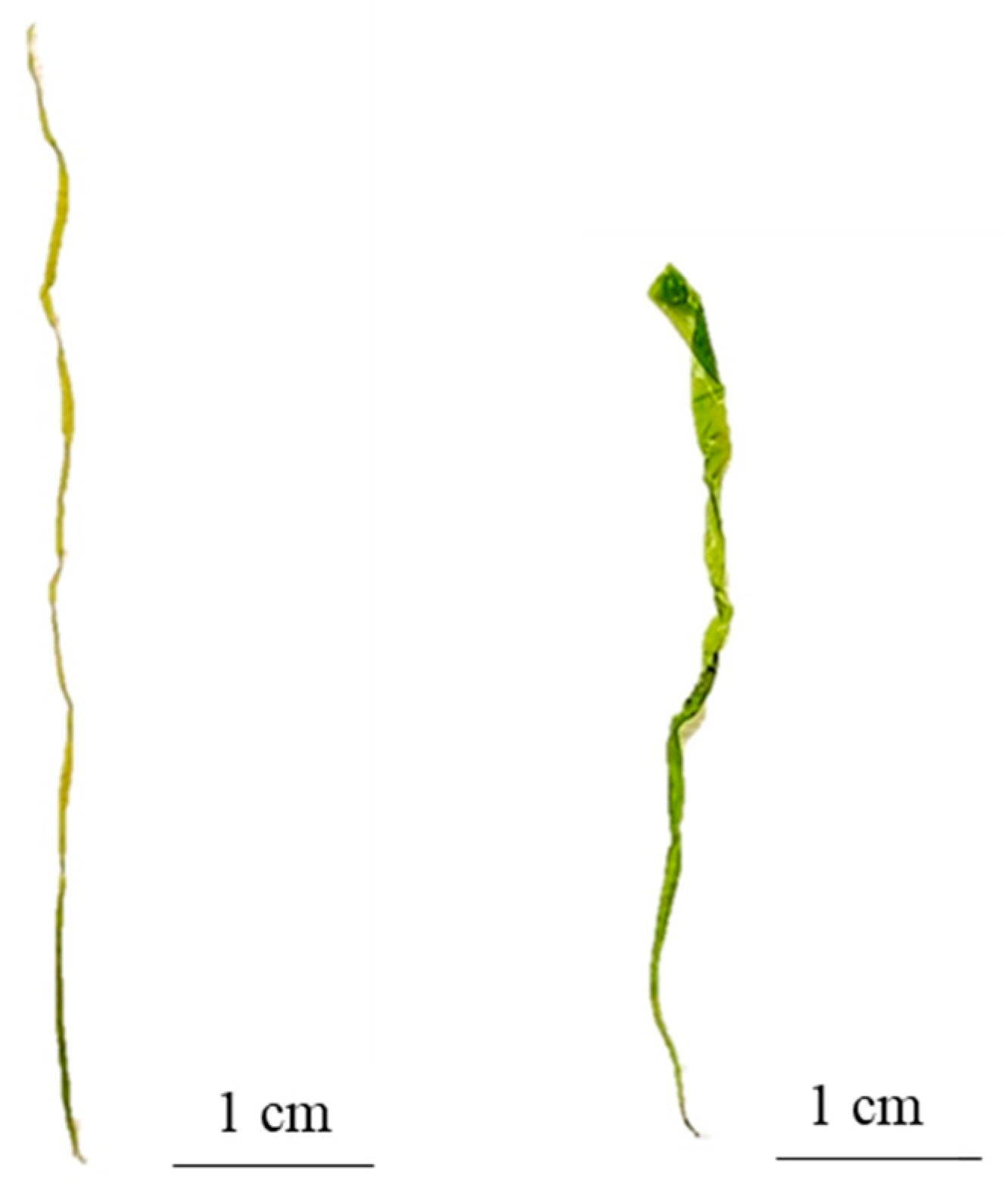 Plants 13 01258 g009