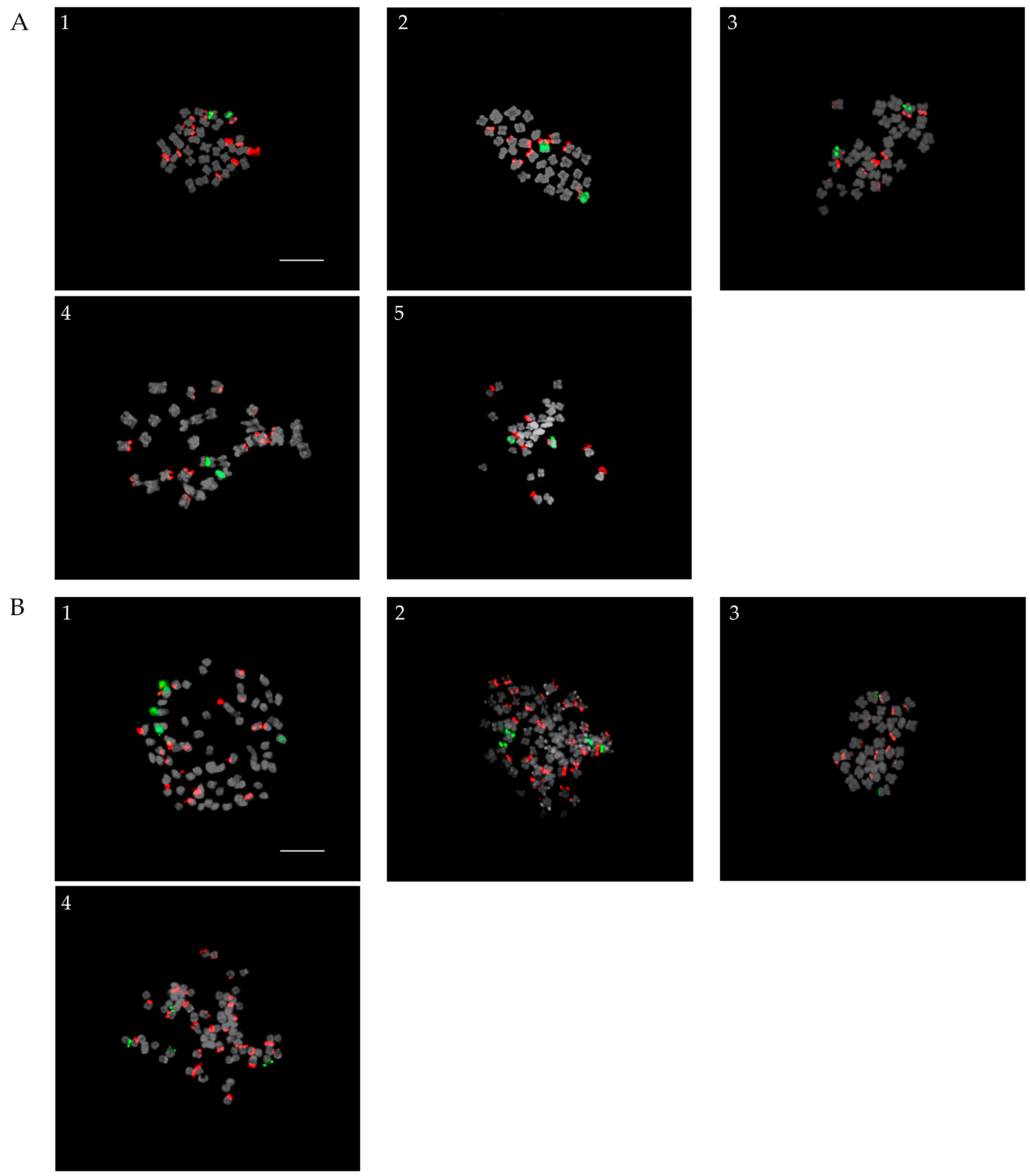 Plants 13 01264 g001