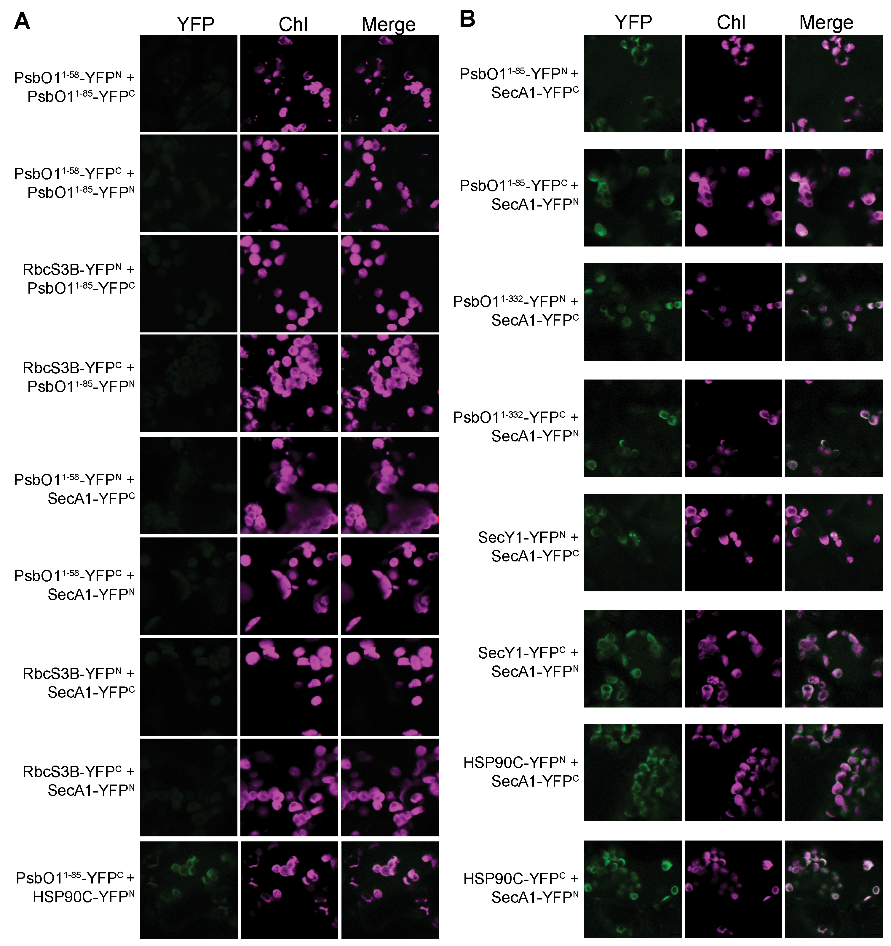 Plants 13 01265 g001 Plants 13 01265 g001