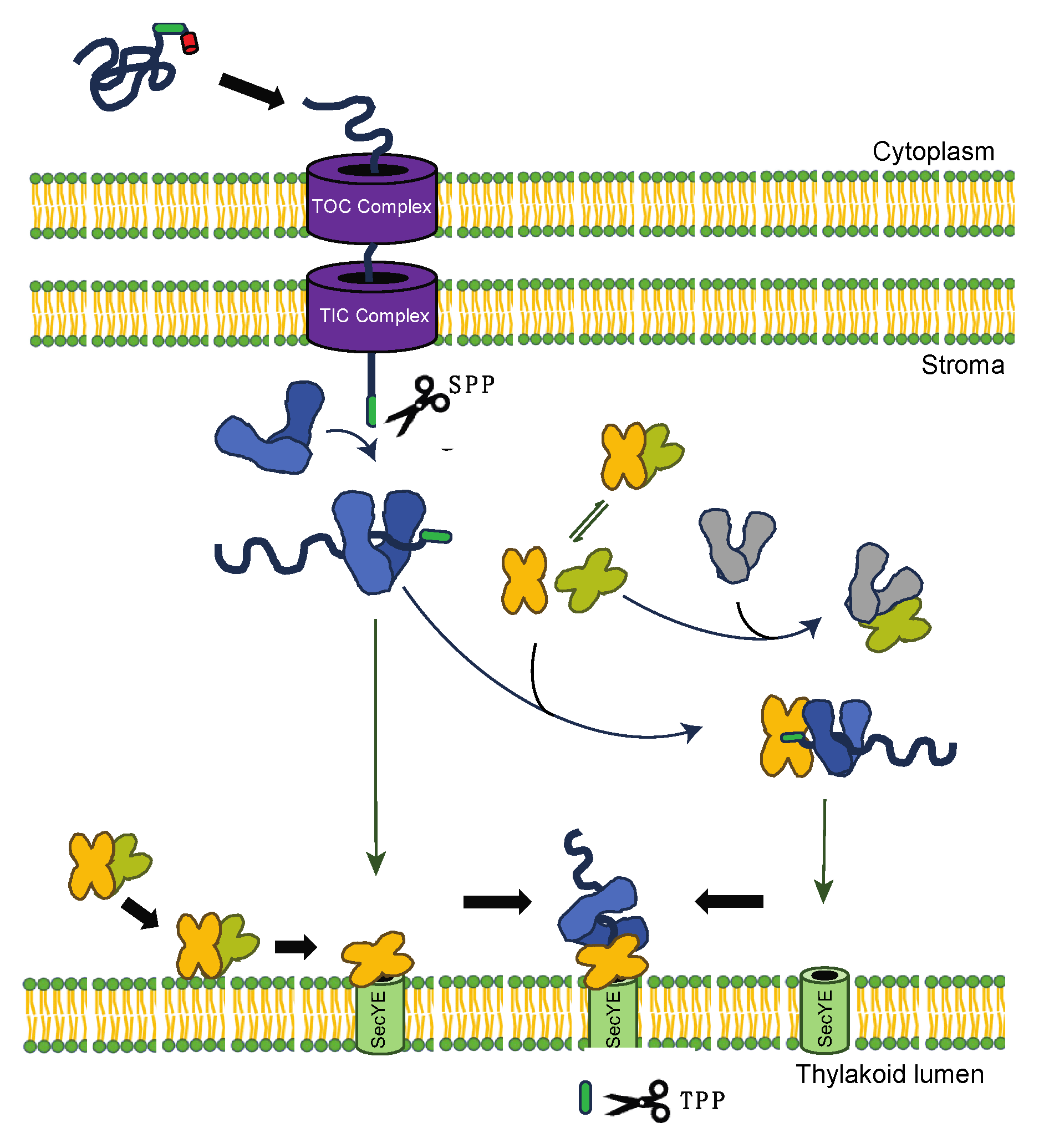 Plants 13 01265 g005 Plants 13 01265 g005