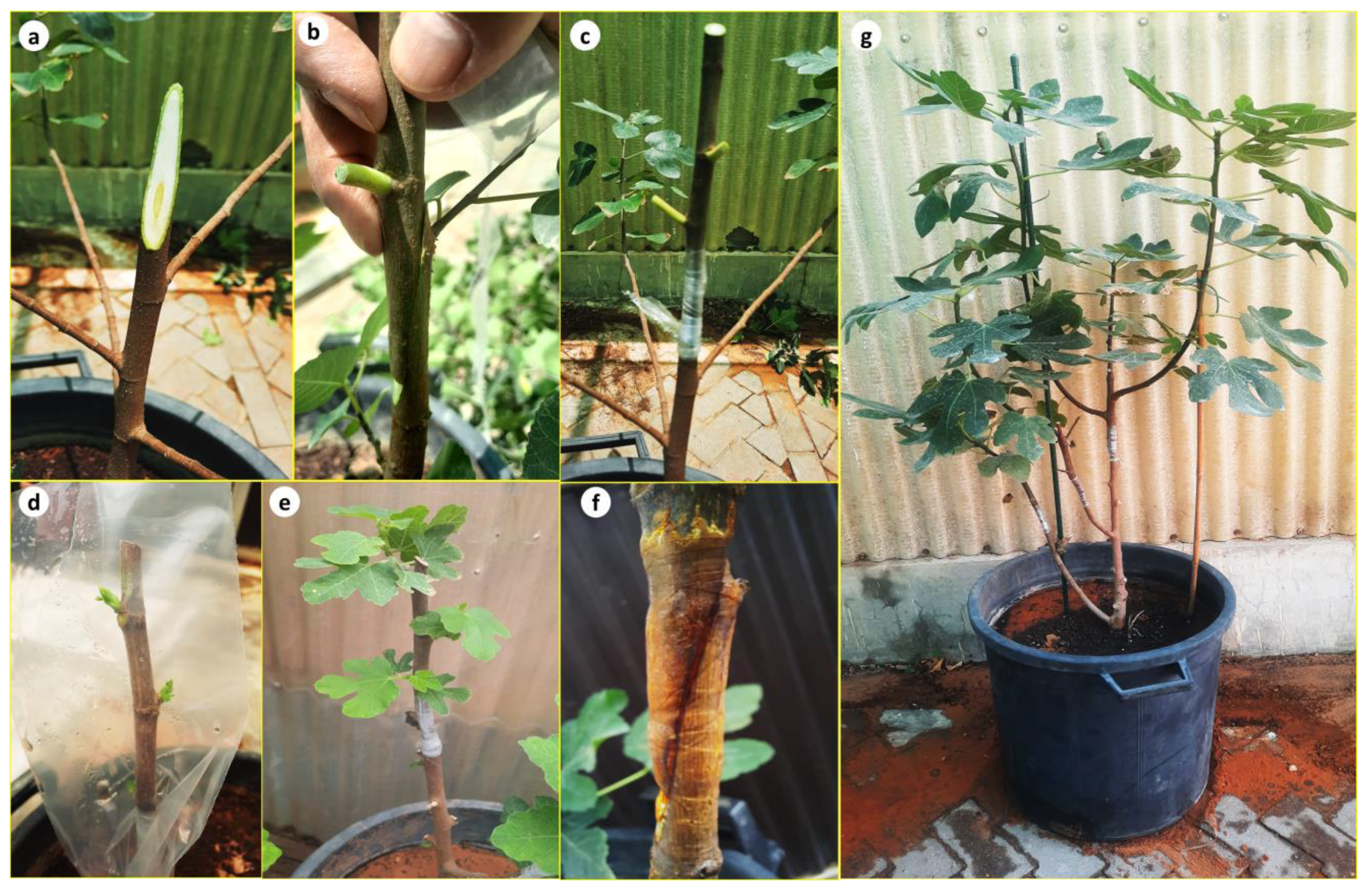 Plants 13 01278 g005