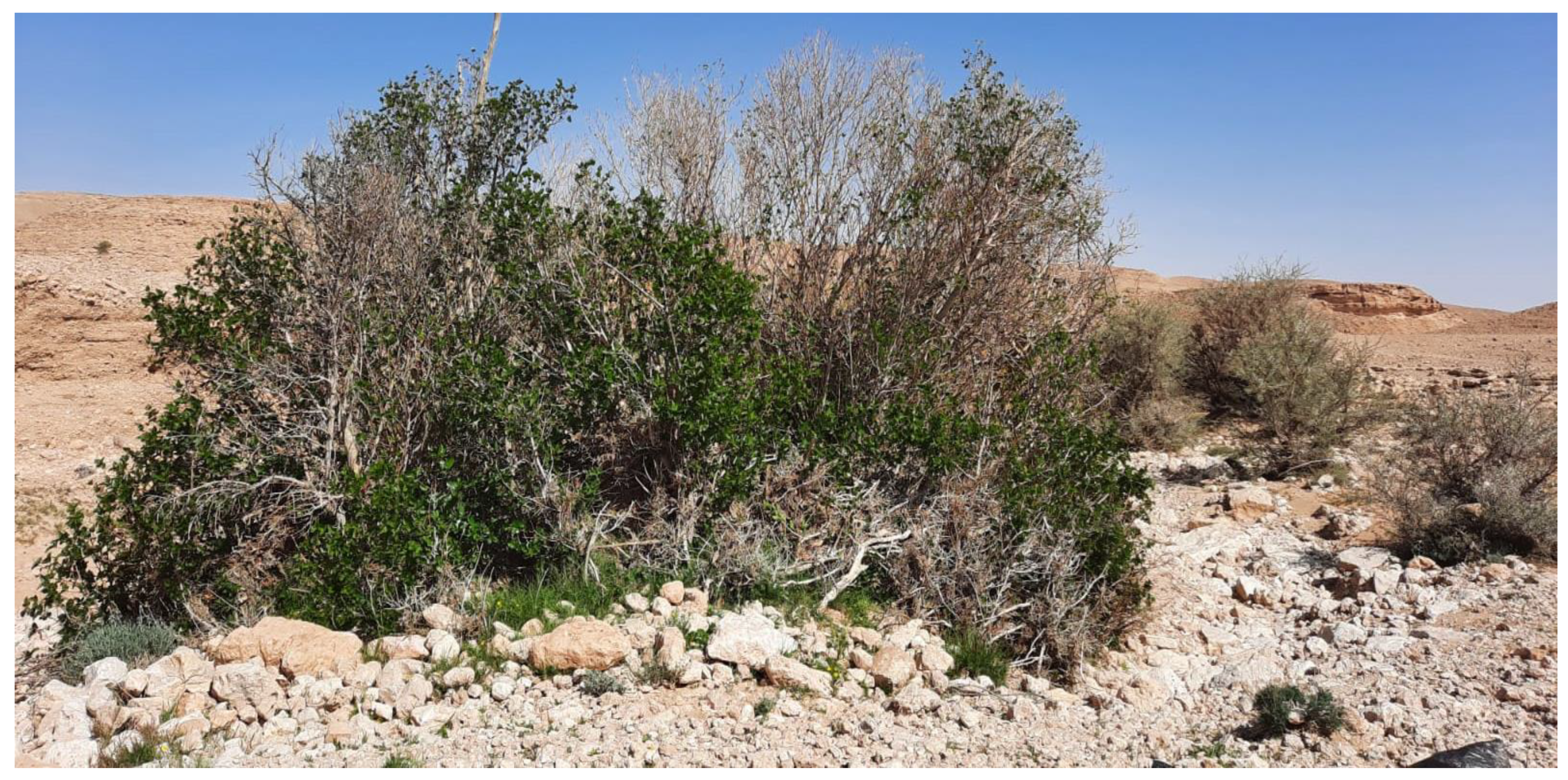 Plants 13 01278 g006