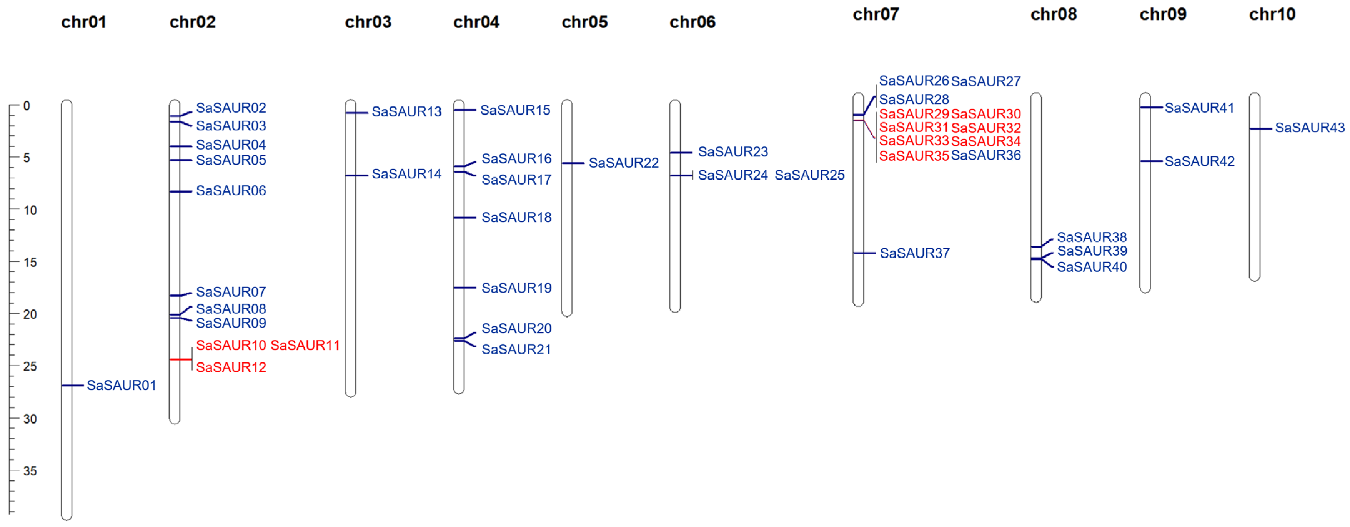 Plants | Free Full-Text | Genome-Wide Analysis of the SAUR Gene Family ...