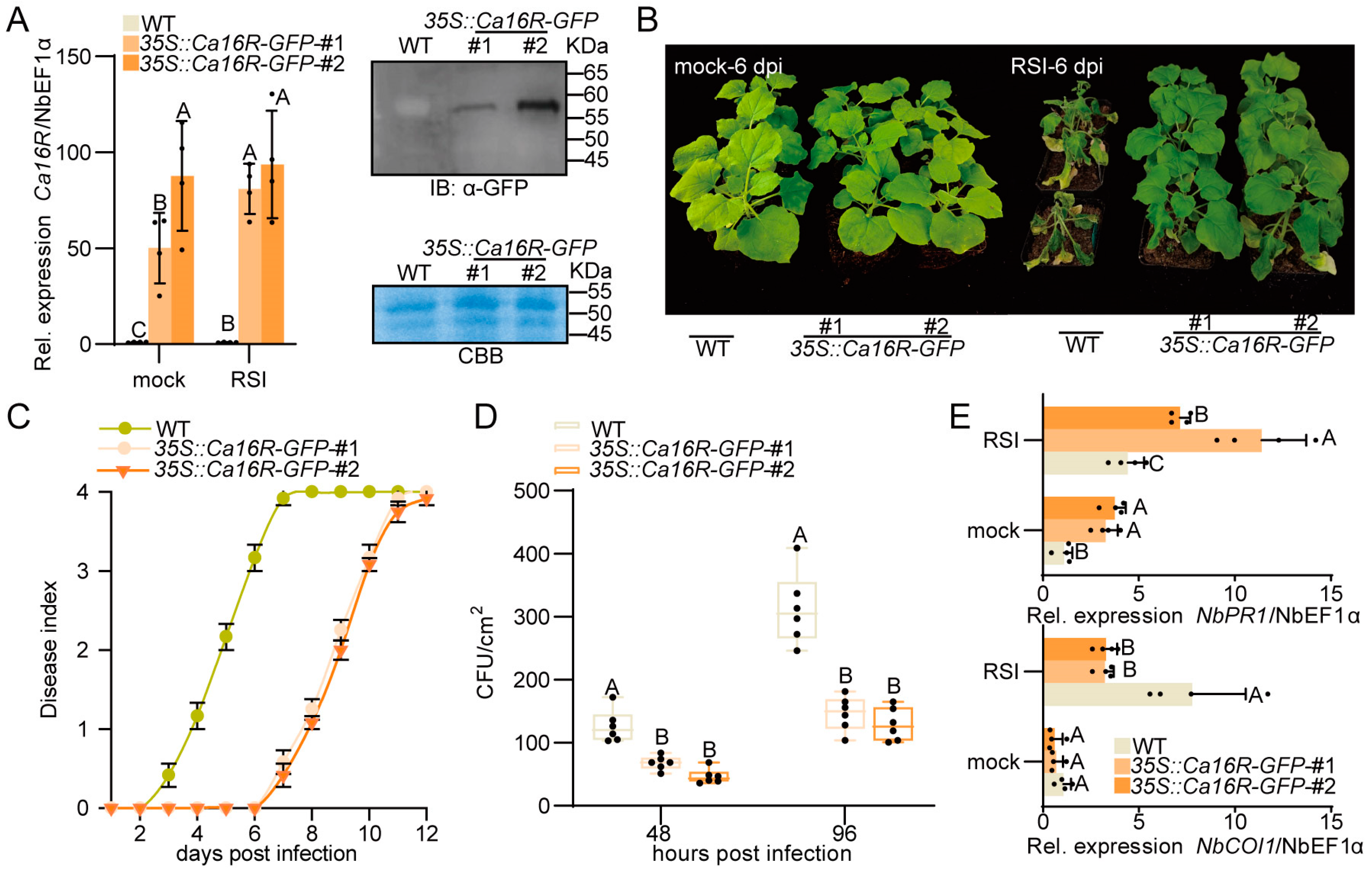 Plants 13 01289 g004