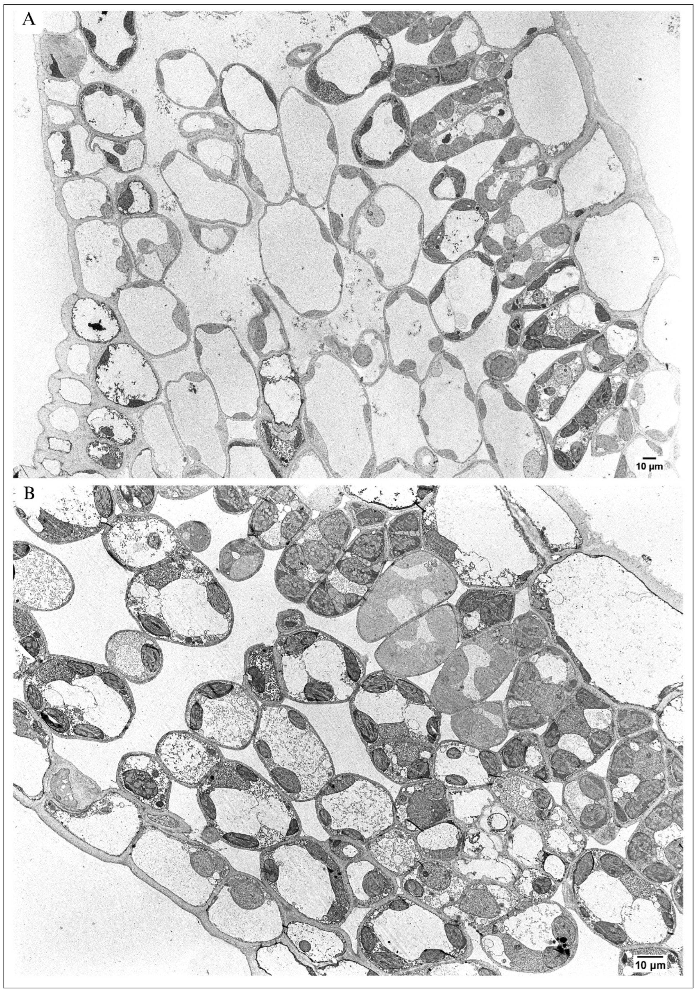 Plants 13 01295 g002