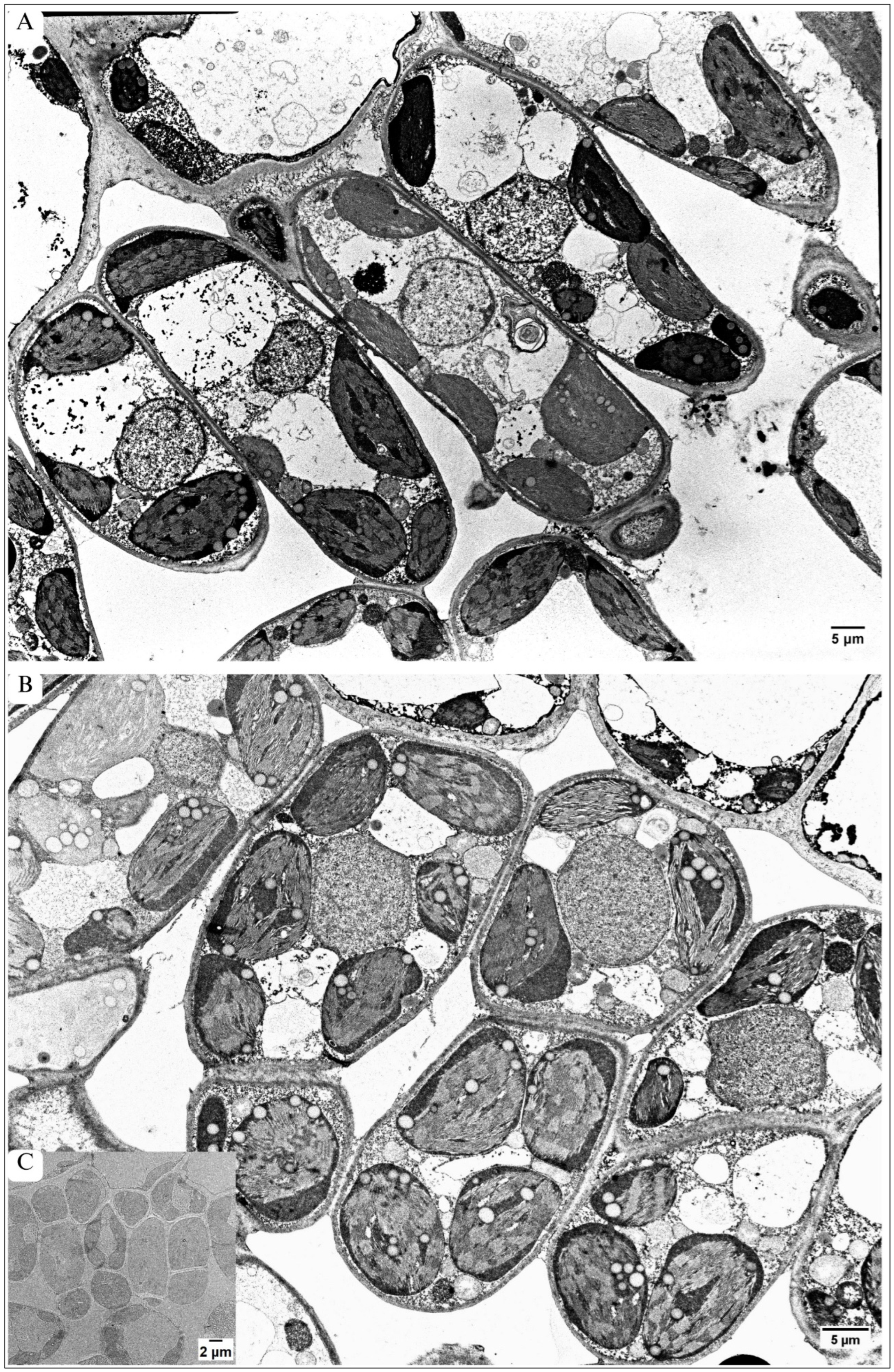 Plants 13 01295 g004