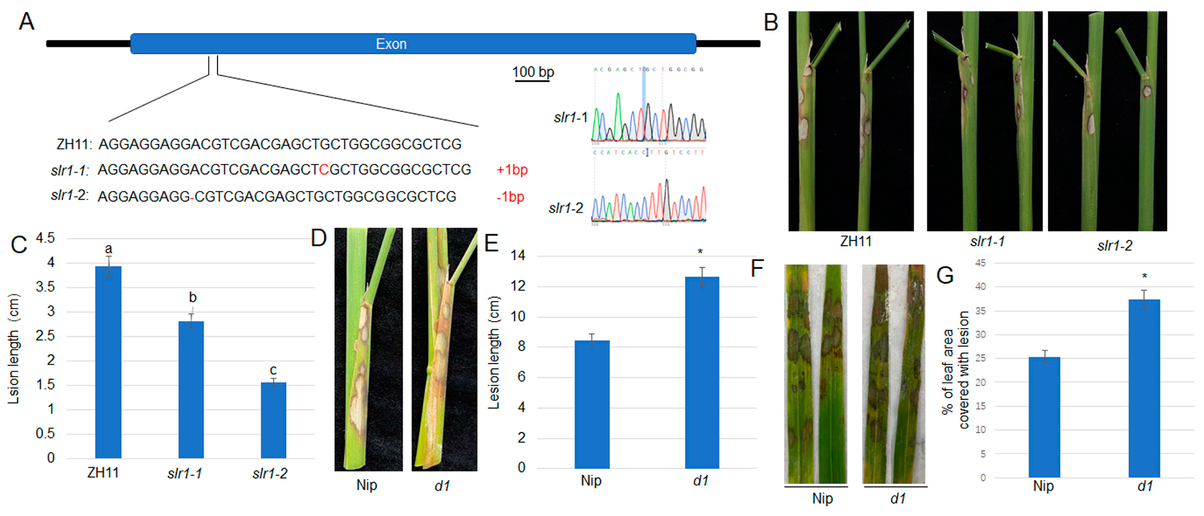 Plants 13 01306 g001