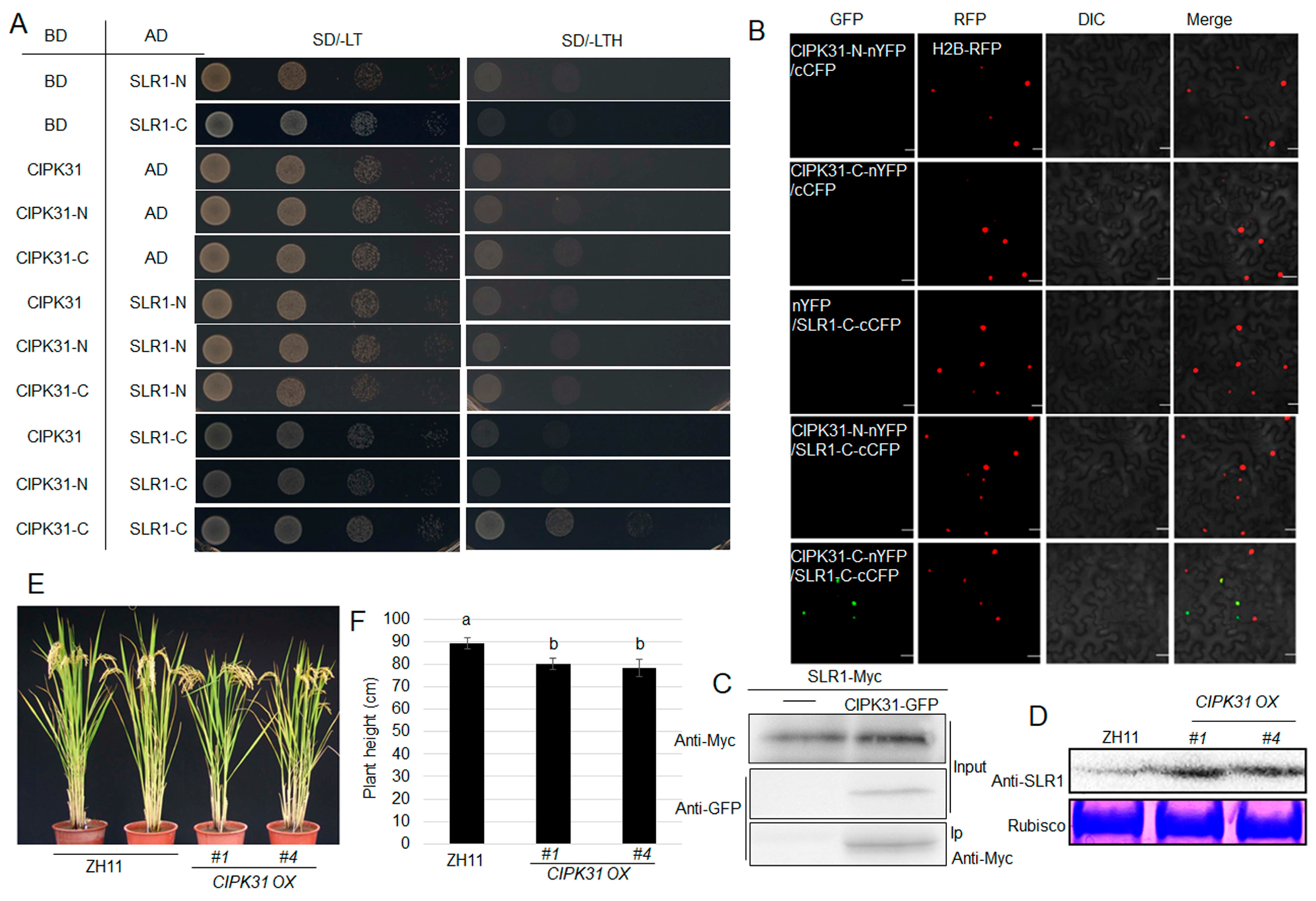 Plants 13 01306 g002