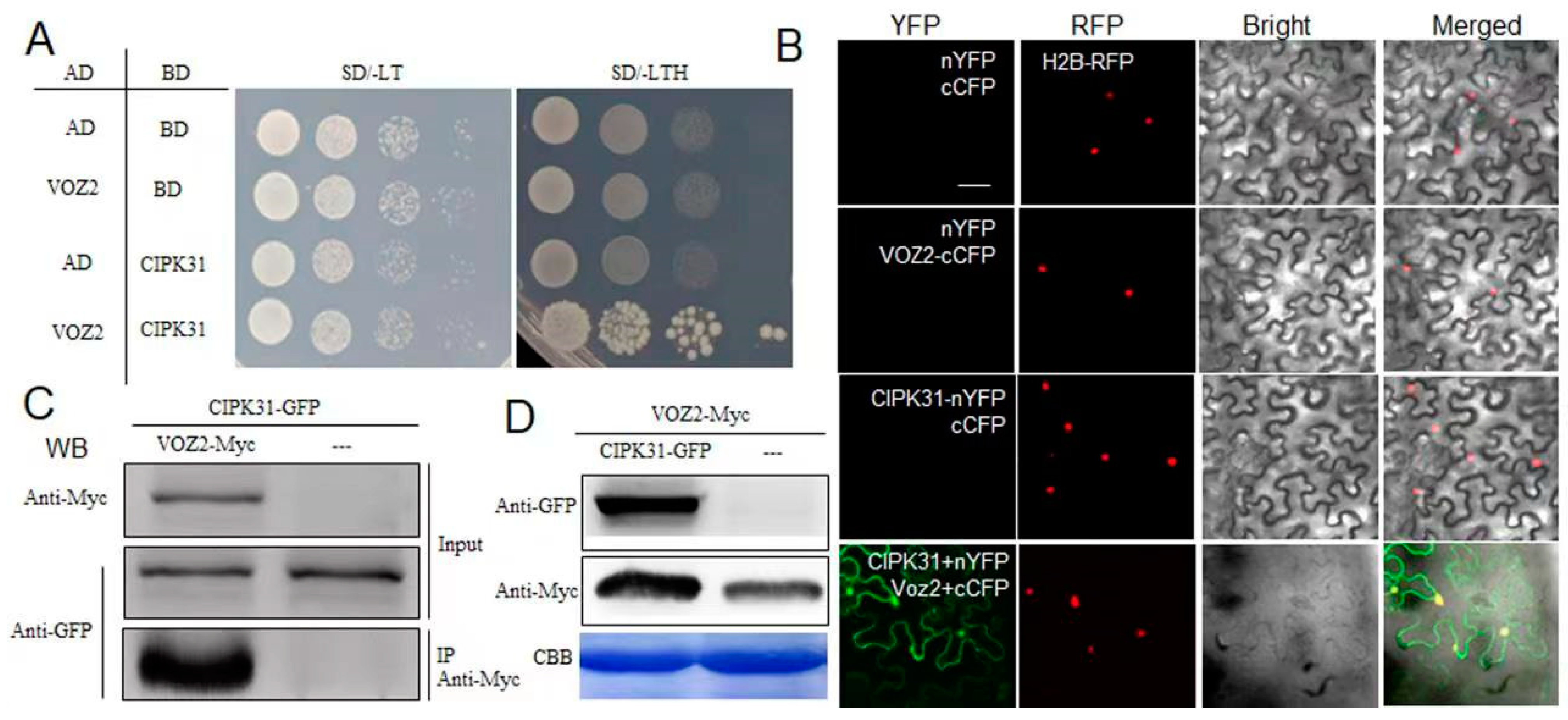 Plants 13 01306 g003