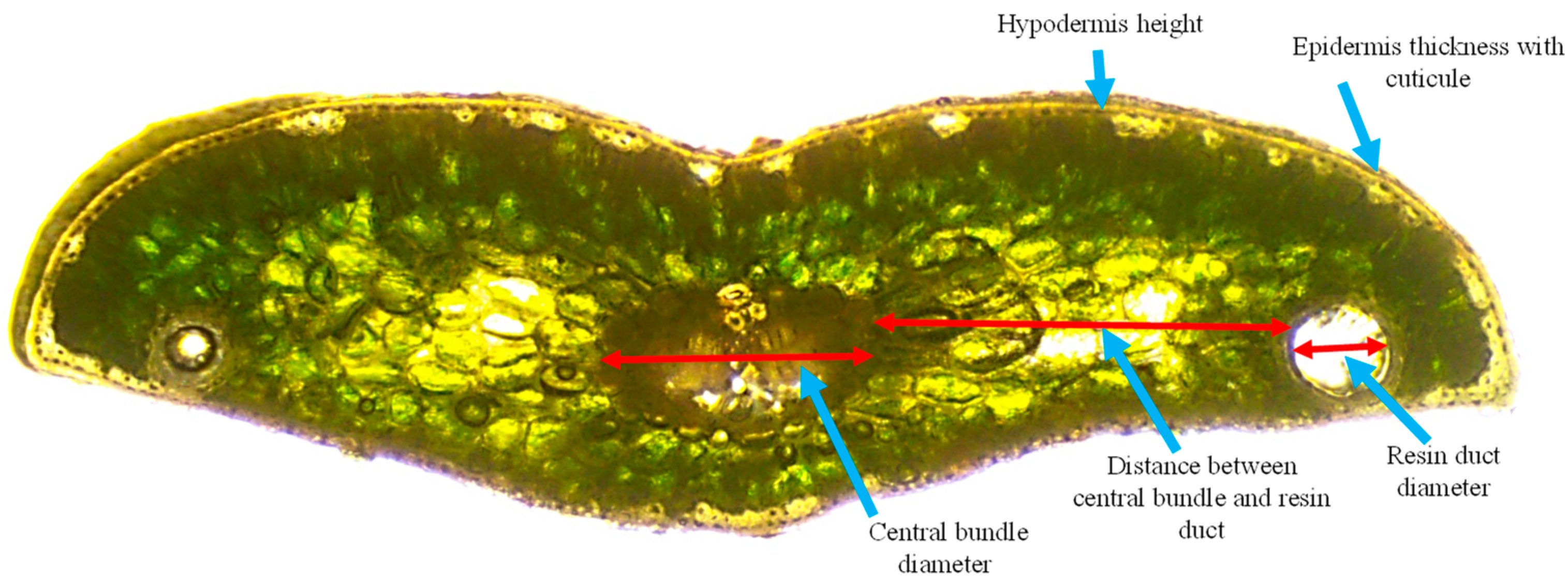 Plants 13 01307 g001 Plants 13 01307 g001