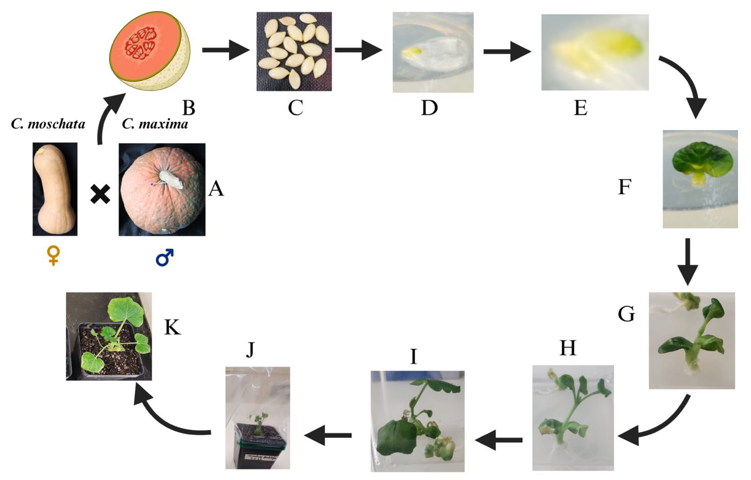 Plants 13 01320 g003