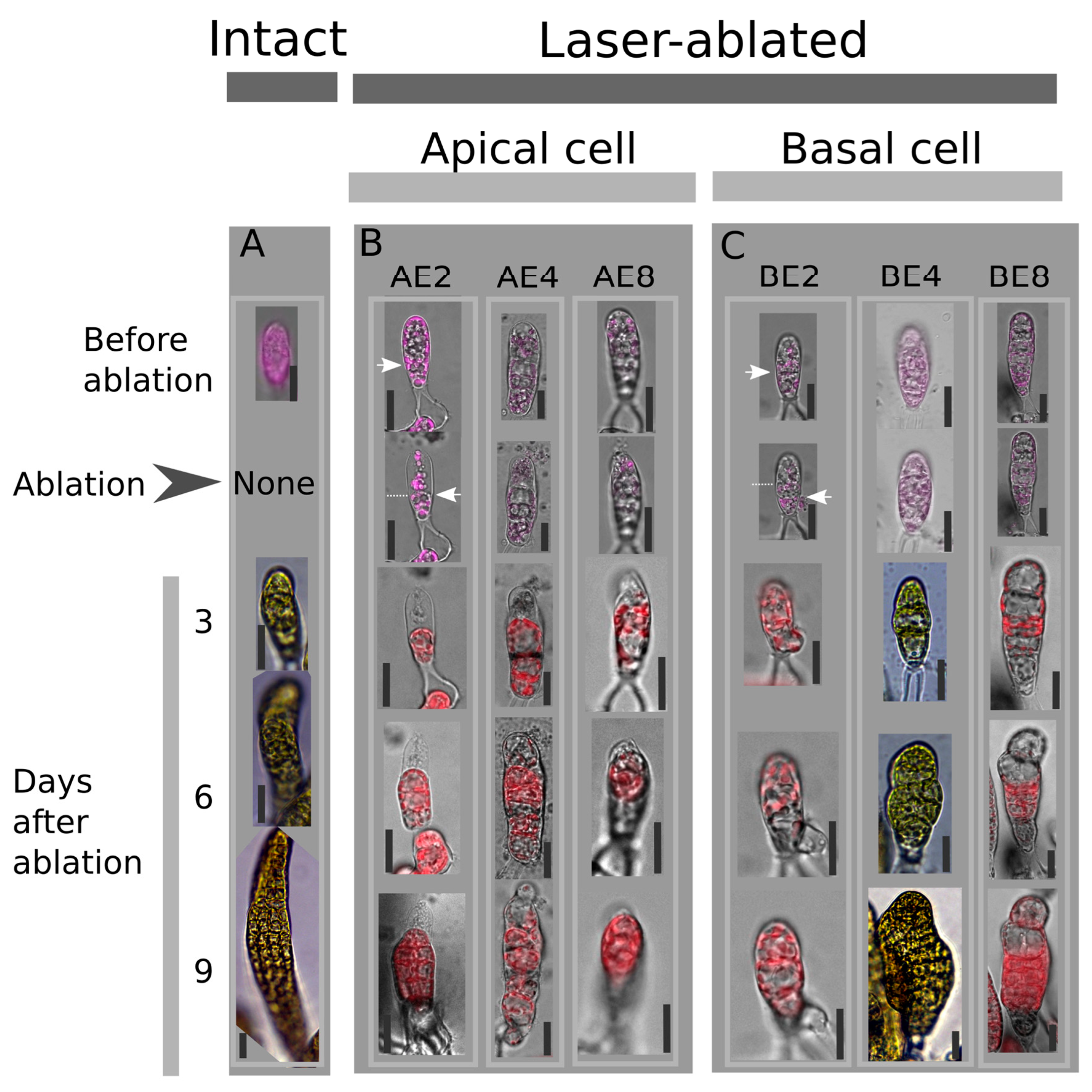 Plants 13 01341 g001 Plants 13 01341 g001
