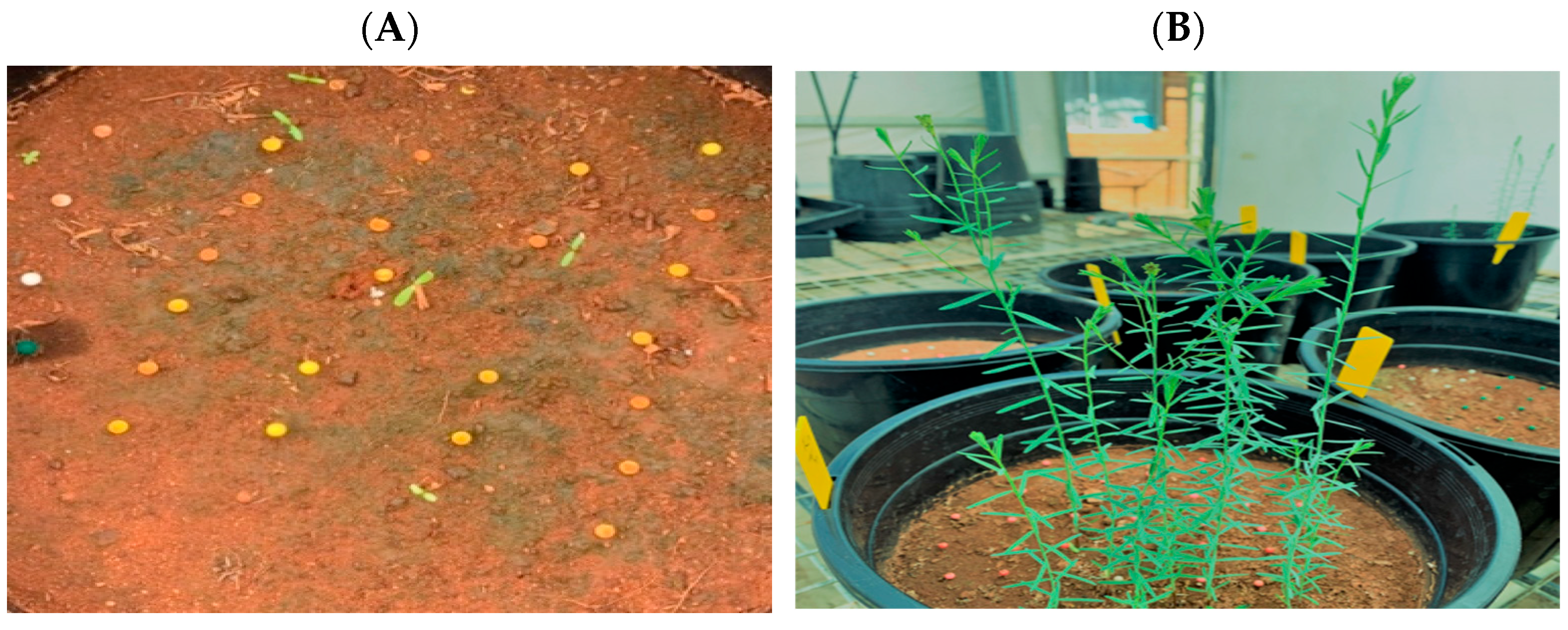 Plants 13 01342 sch001