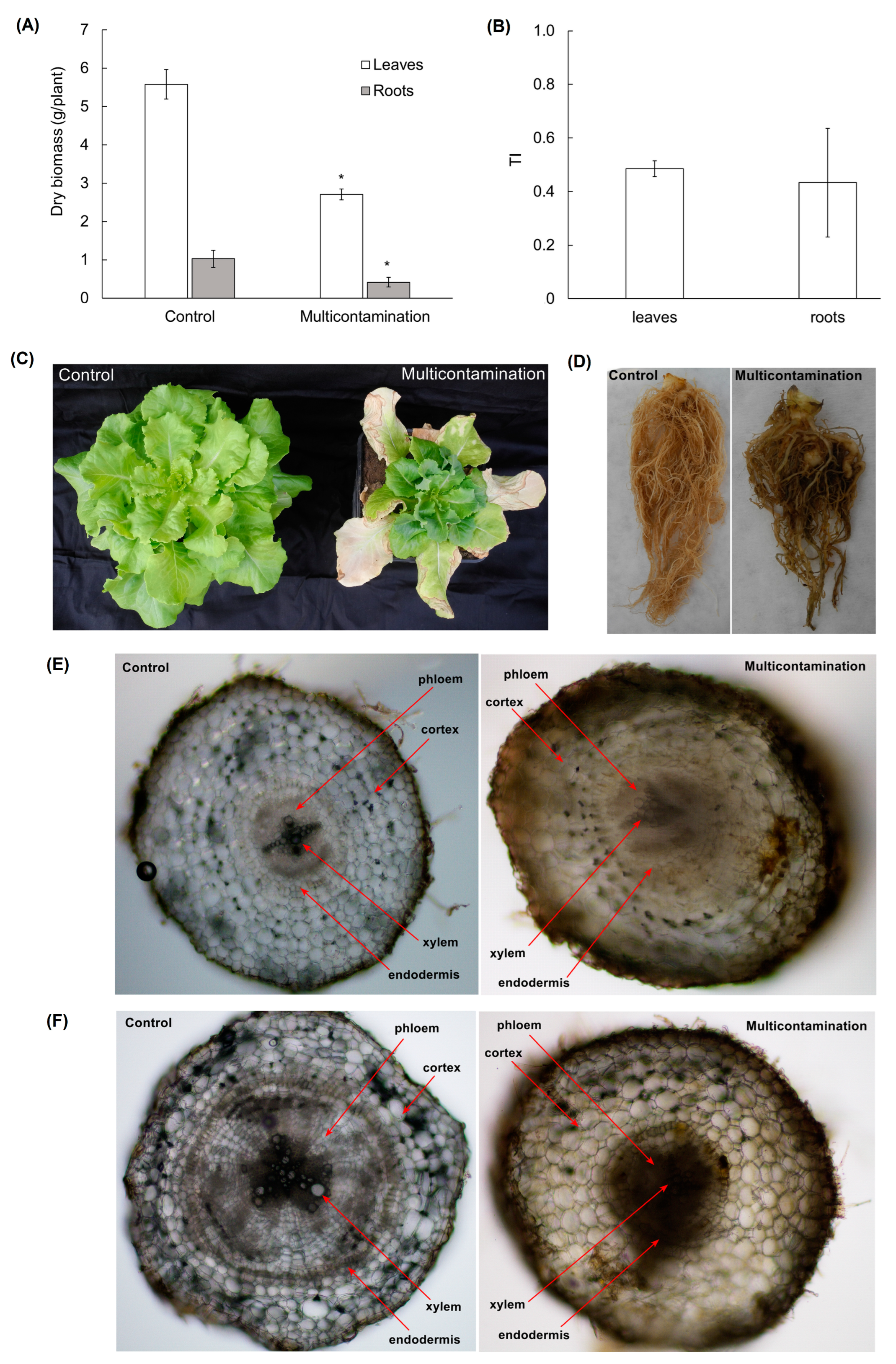 サイン入り WEC TGR 7号車 直筆サイン入りカード 可夢偉/コンウェイ/デ