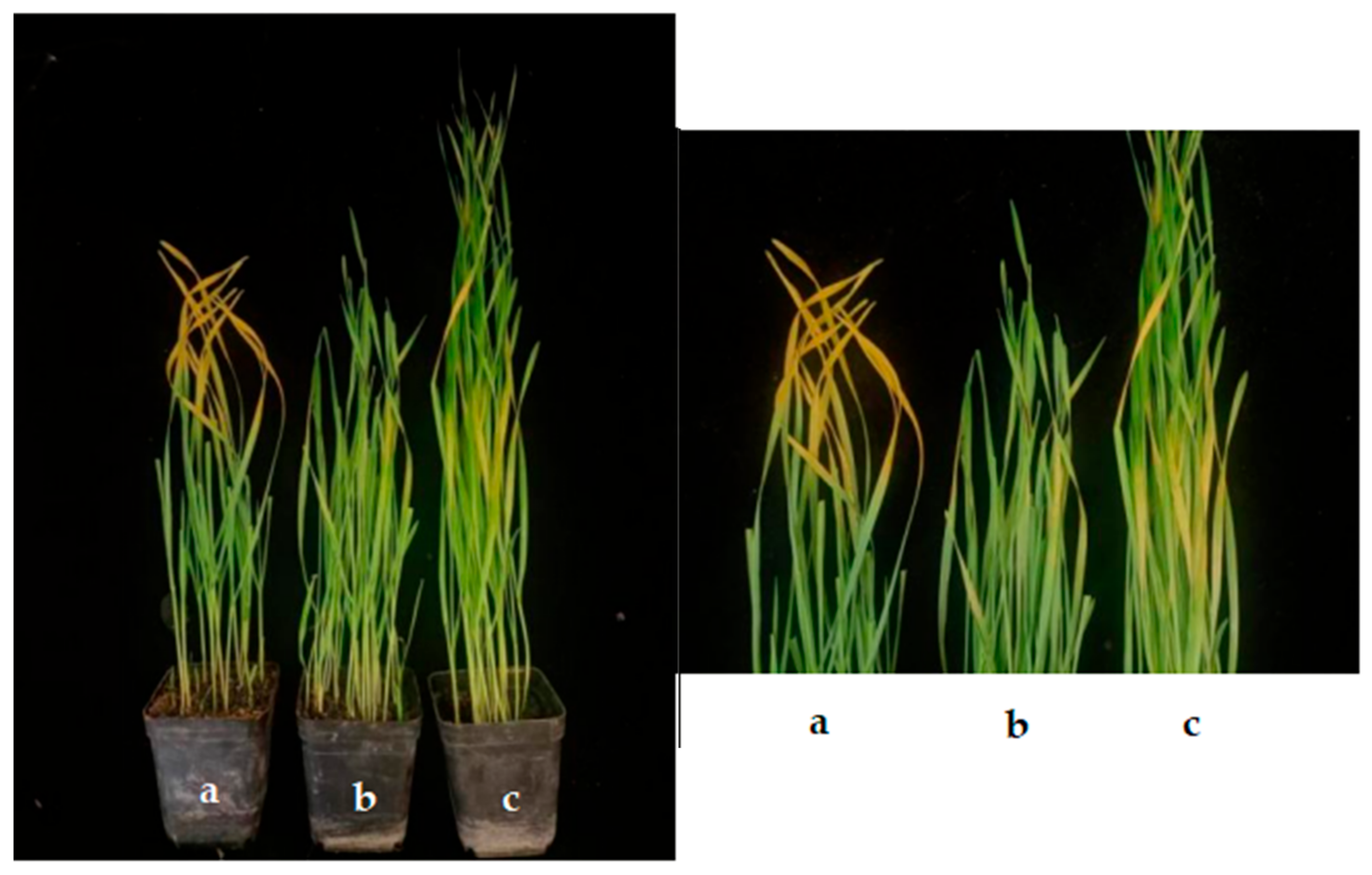 Plants 13 01366 g004