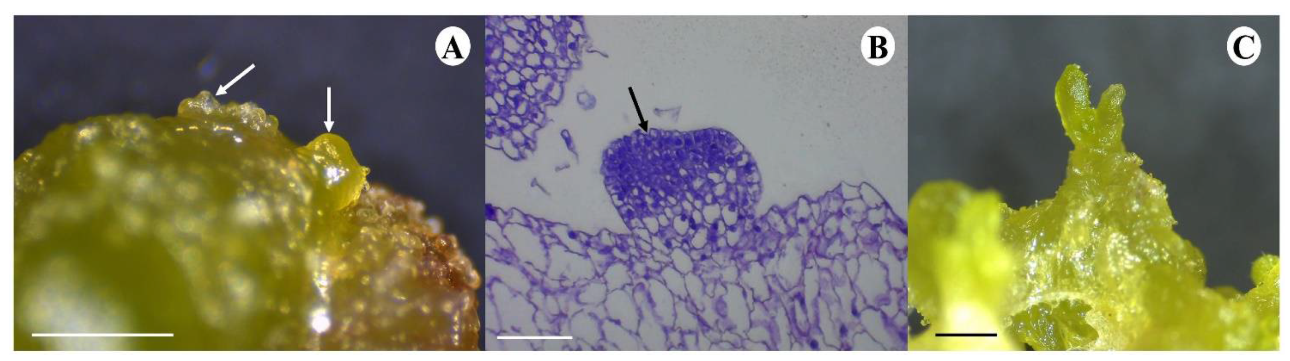 Plants 13 01370 g004