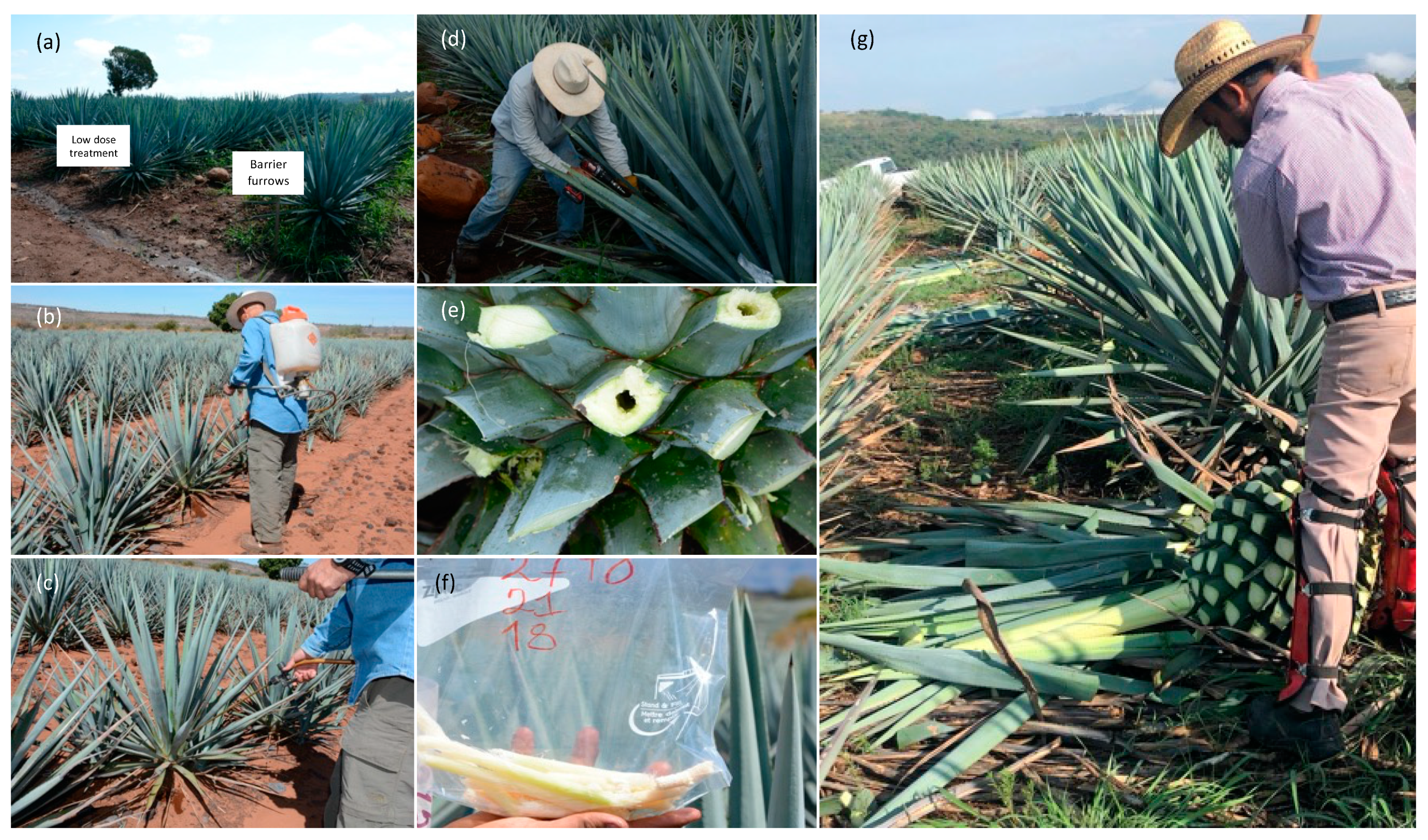 Plants 13 01371 g006