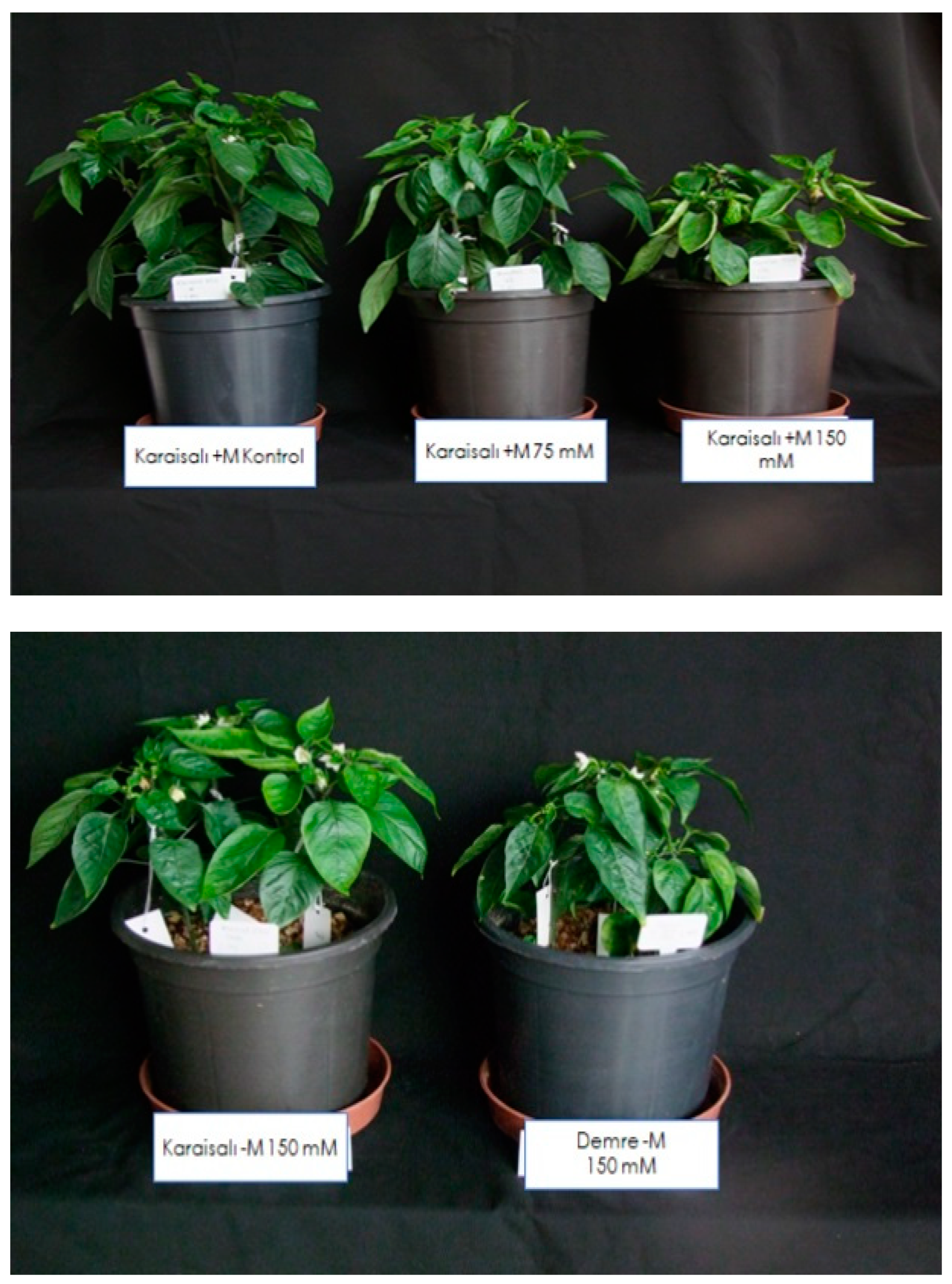 Plants 13 01380 g001b