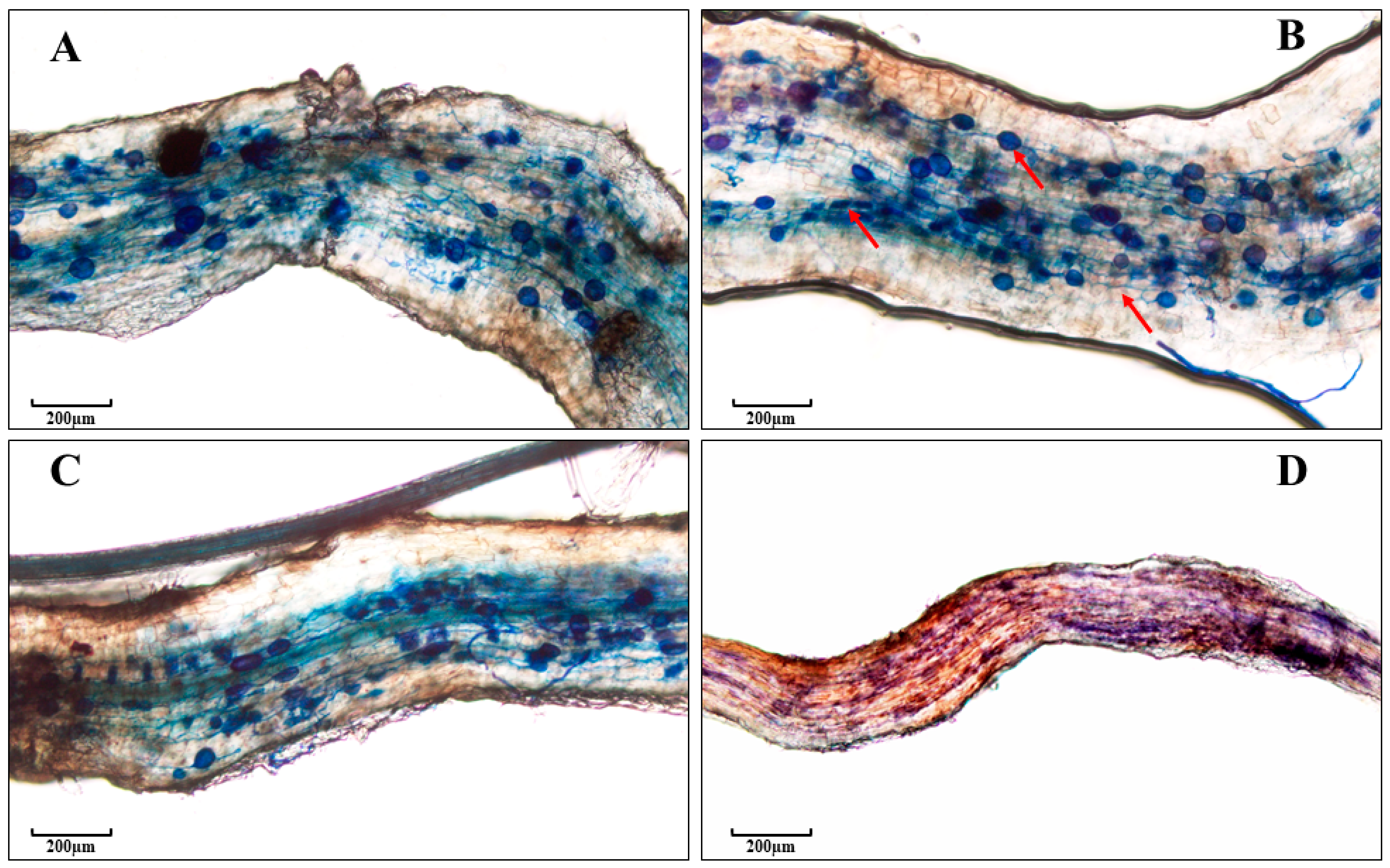 Plants 13 01388 g001