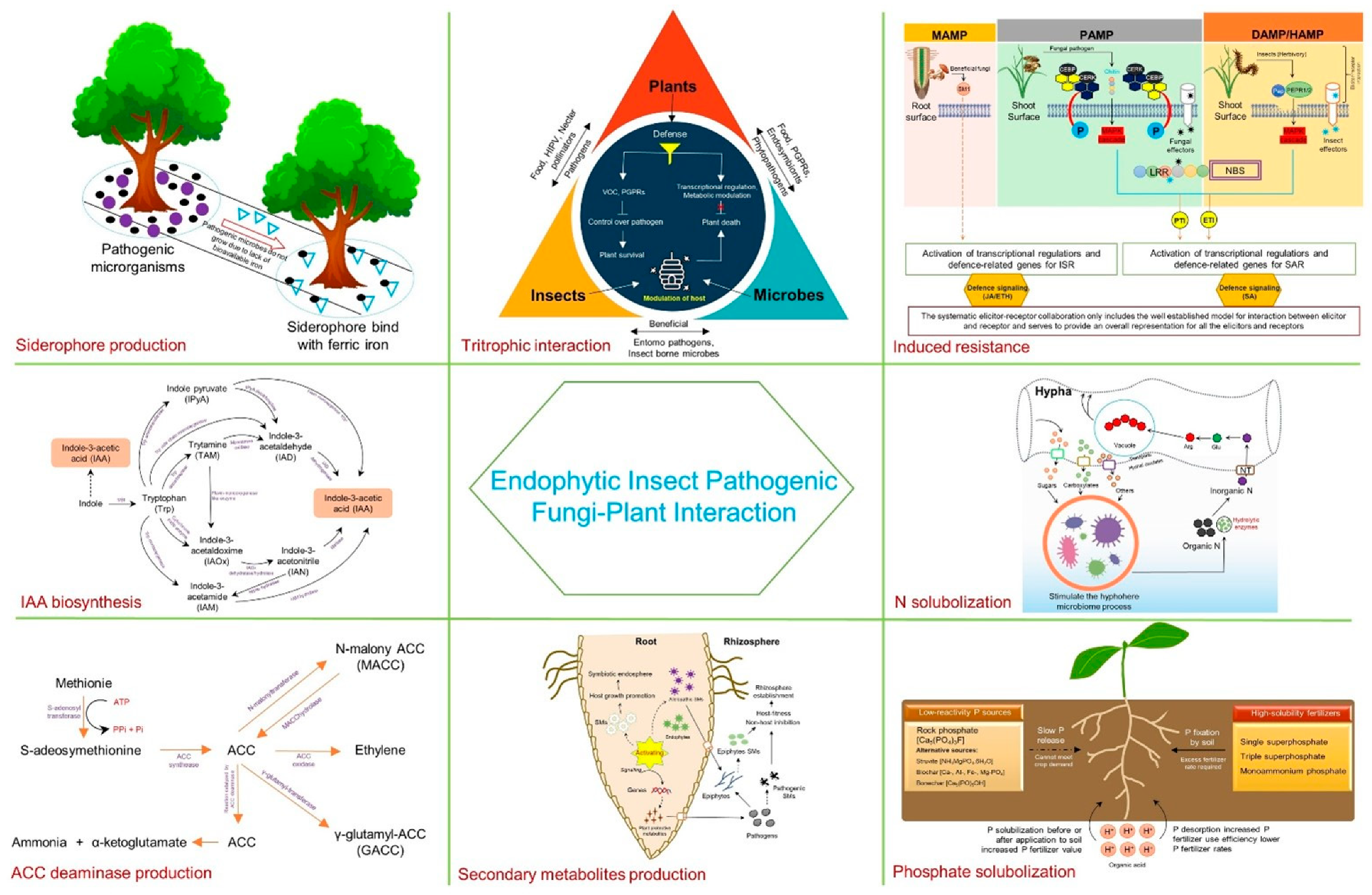 Plants 13 01420 g001